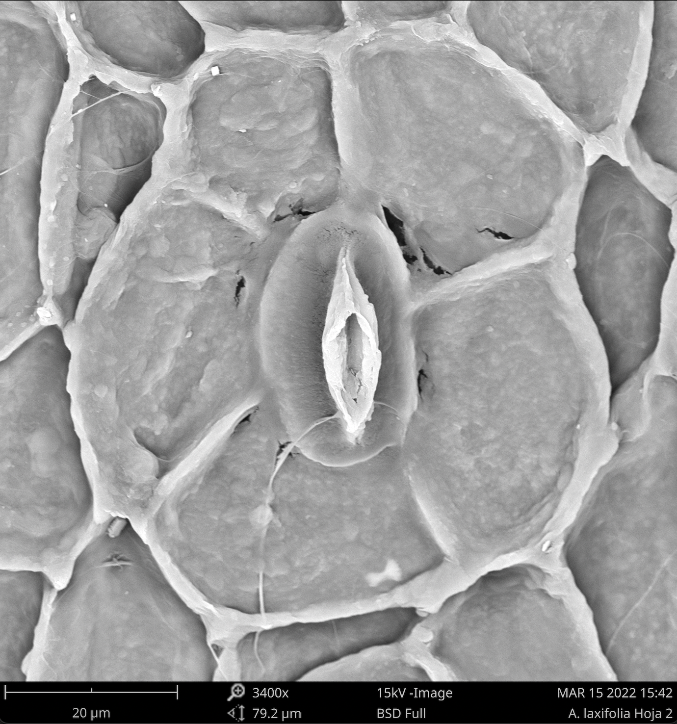 Screen Shot 2022-04-01 at 7.58.53 AM.png