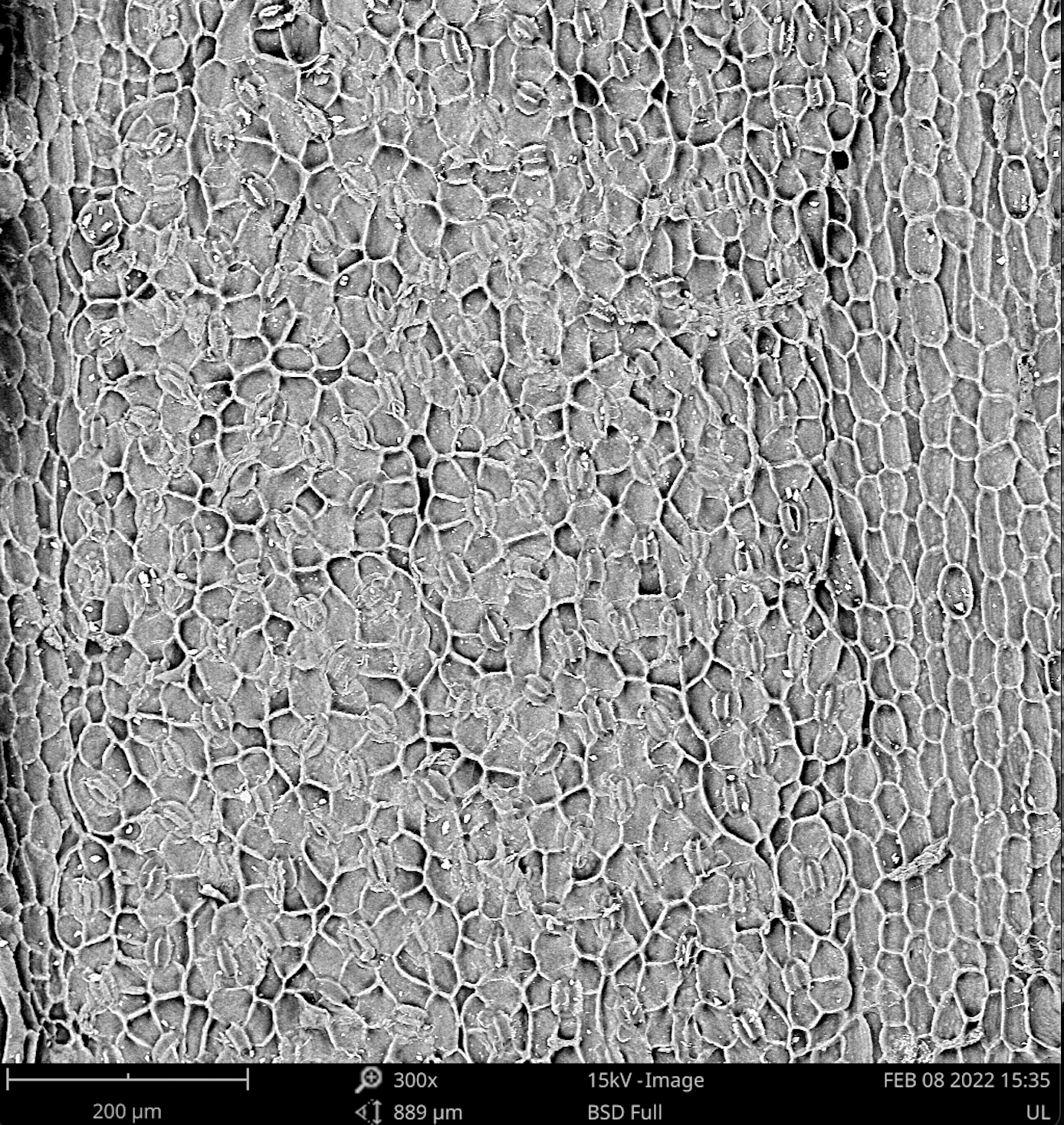 Screen Shot 2022-04-01 at 7.52.55 AM.png