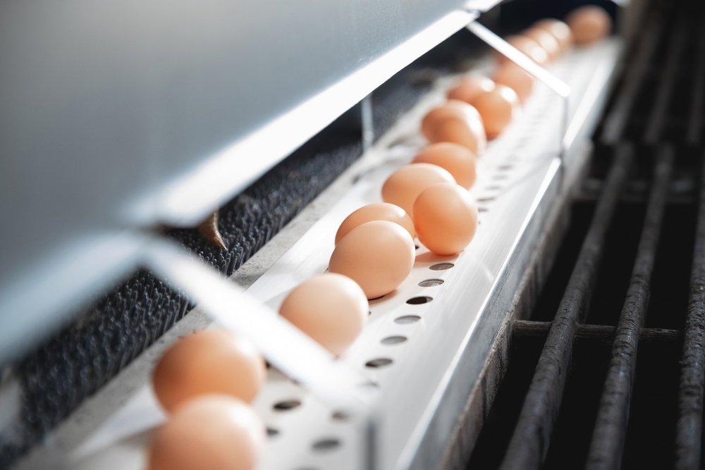 Picture of POULTRY NESTING — ECODOME