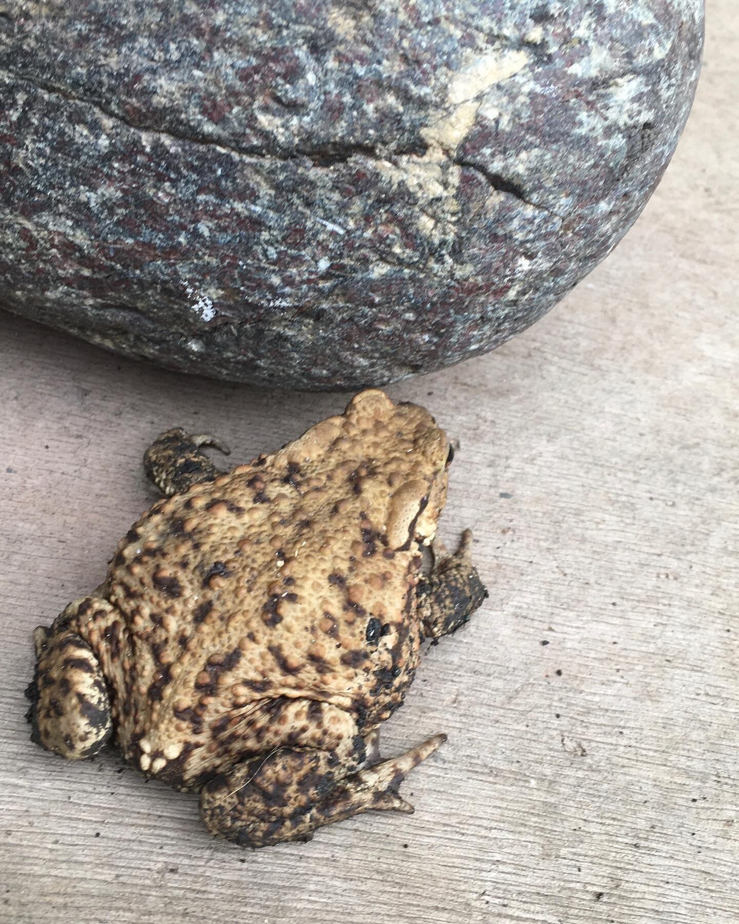 I have a bold new studio toad. Yesterday he was outside &lsquo;hiding&rsquo; by the doorstop, today he was in&hellip; and then hid in the dustiest corner he could find. #welcomeguest  #bigtoad #flycatcher #creativetoady #loveamphibians #
