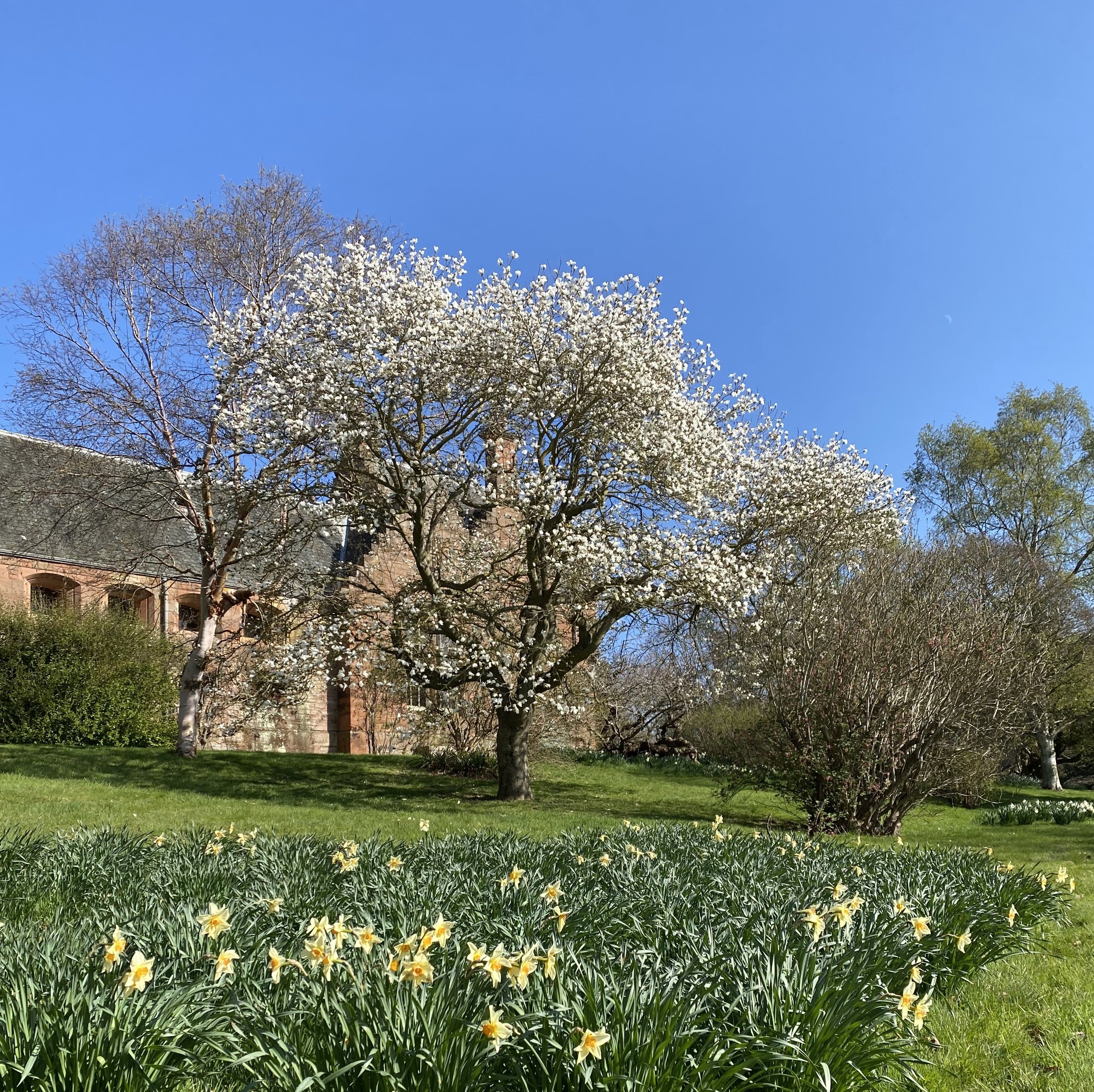Magnolia_Hirsel_Estate.jpg