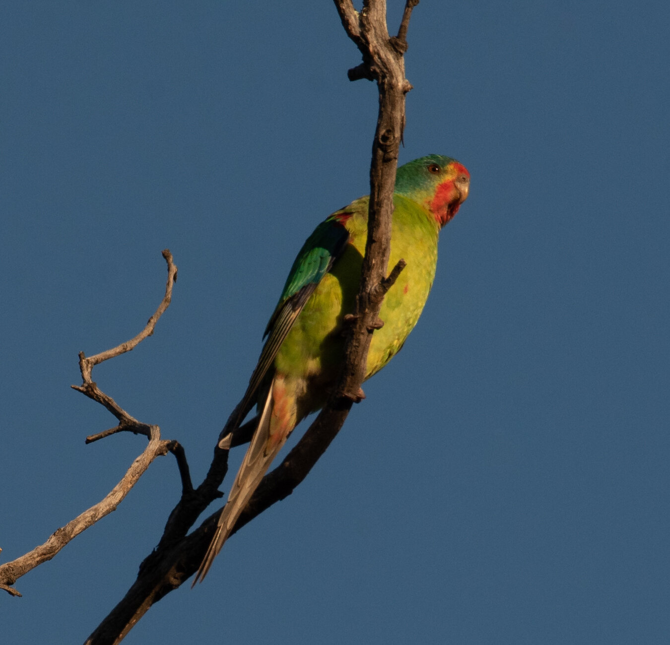 The Swift Parrots — paul janssens photography