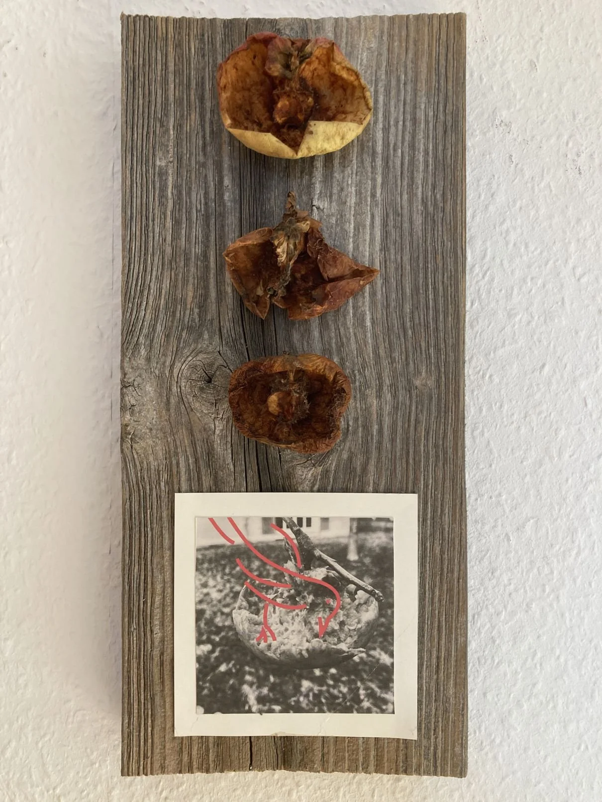 Vogelknabberspaß, 2026,  17 x 36 x 7 cm