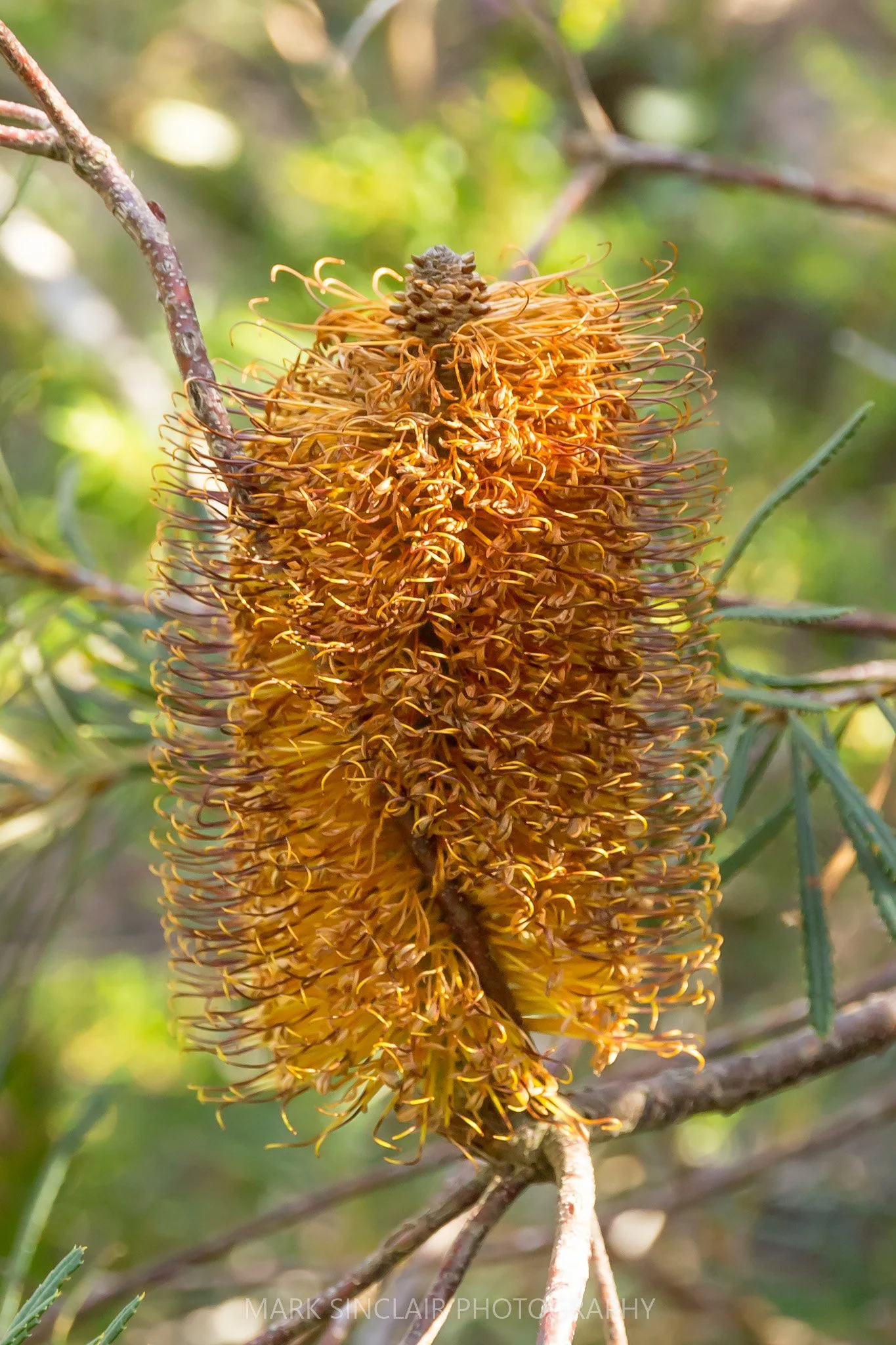   Bottlebrush, which is native to the park  