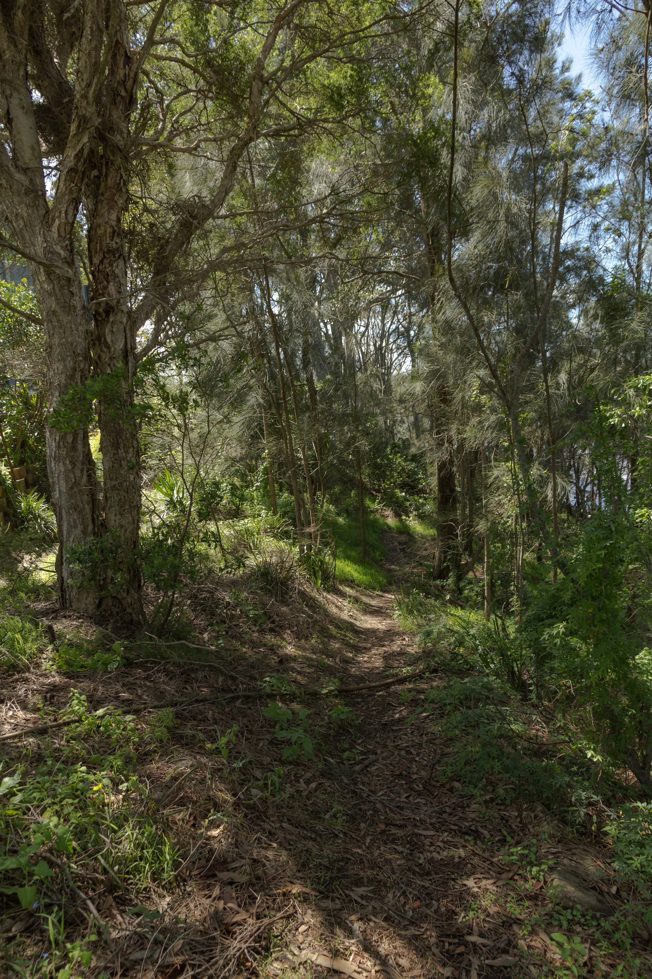   Bush trail  