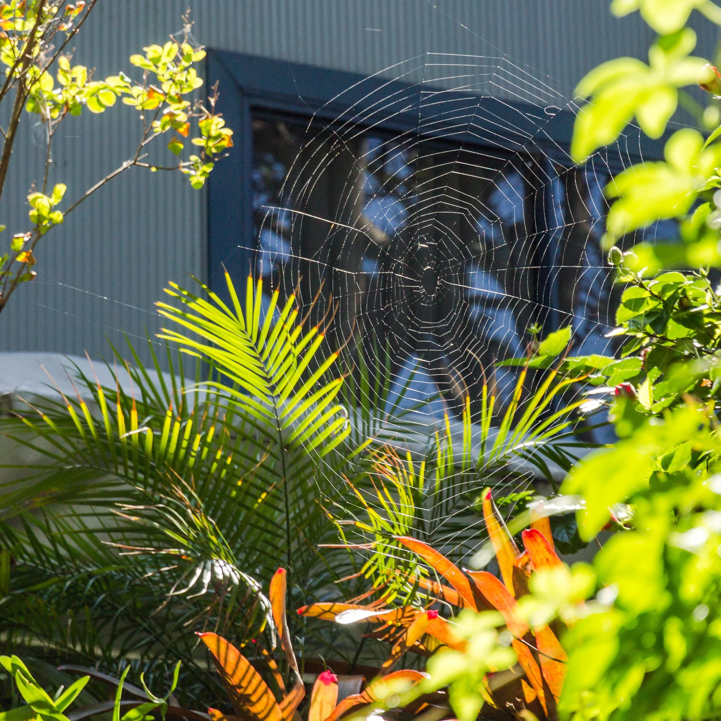   Spiders lurking in the bush  