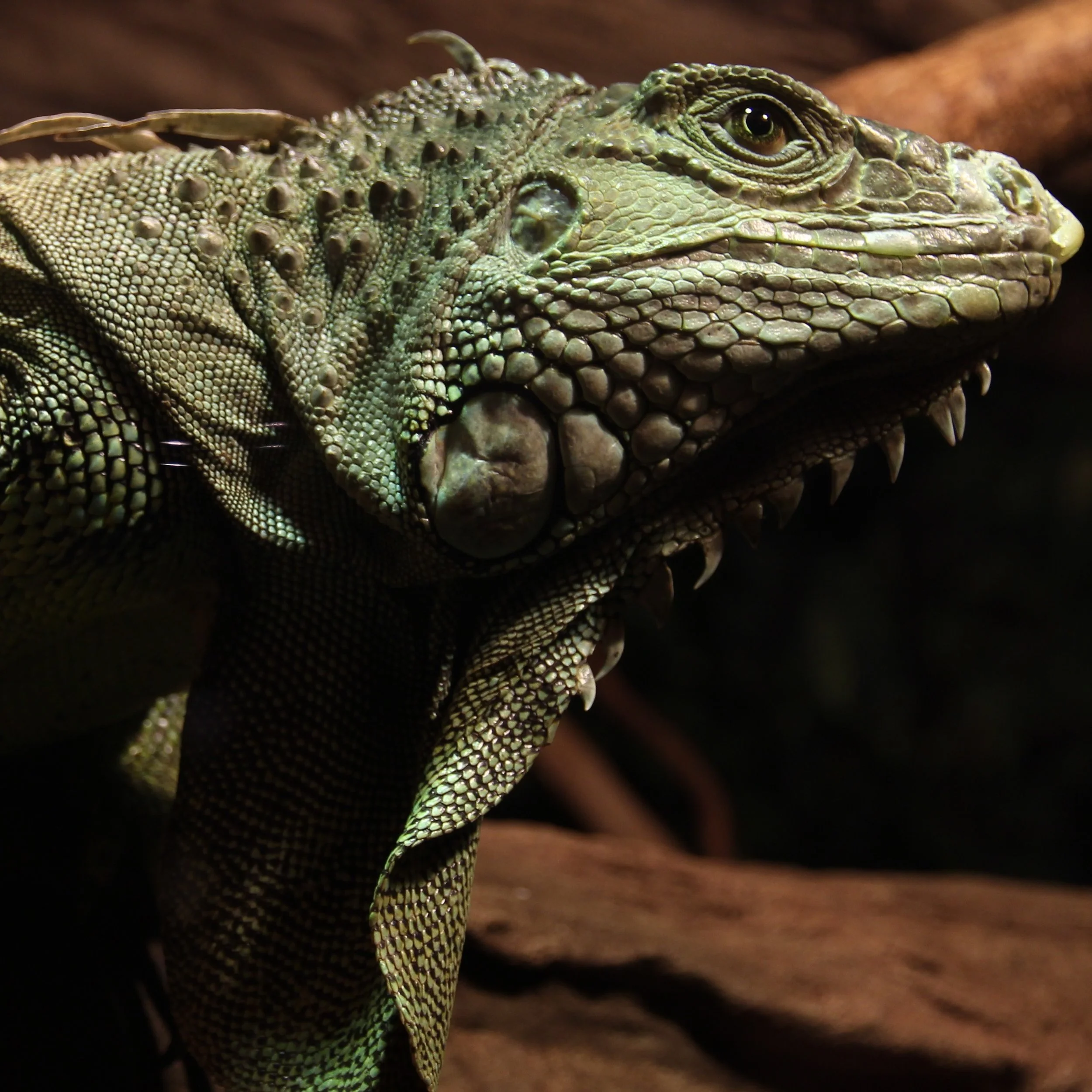   Lizard from the Reptile Park  