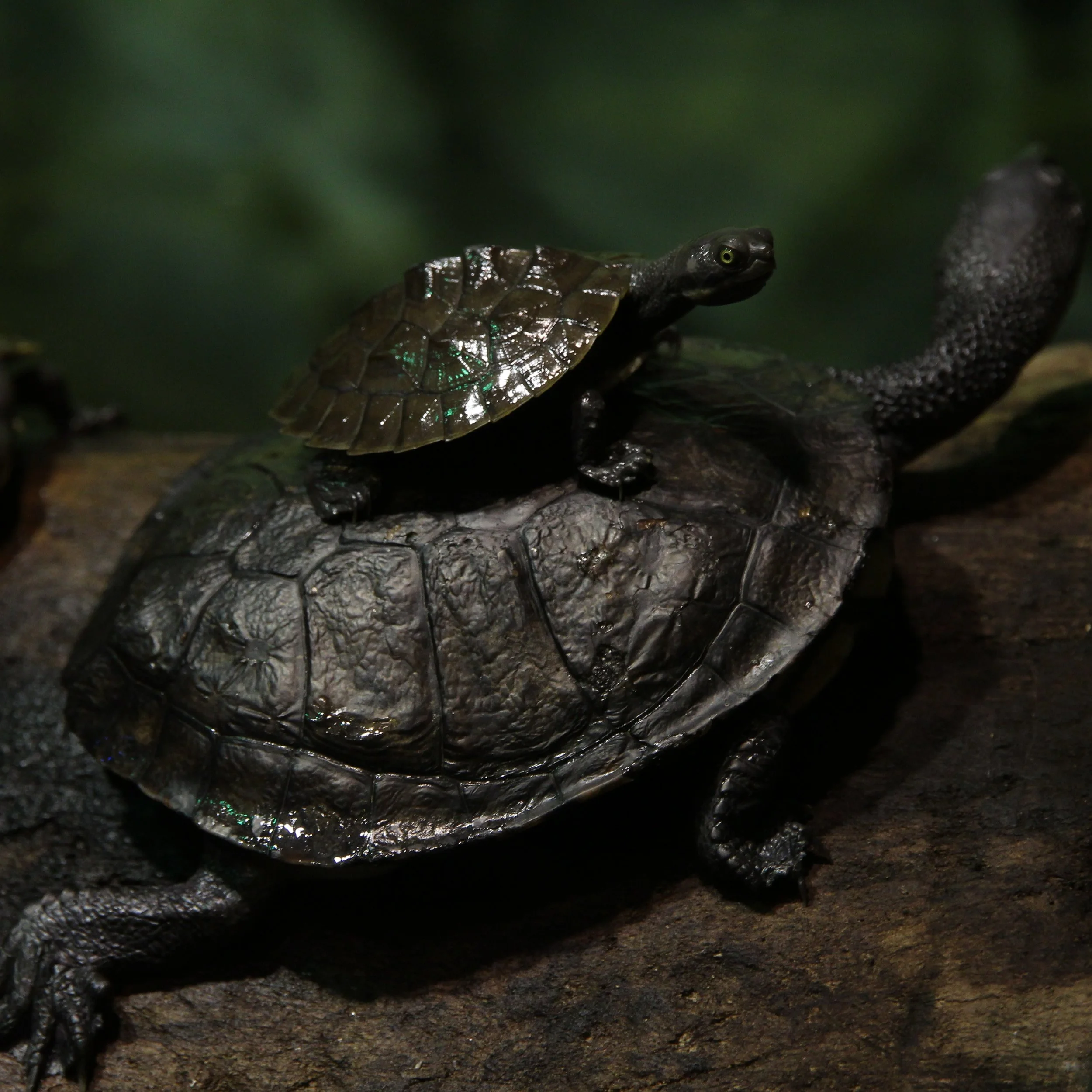   Hitching a ride with turtle power  