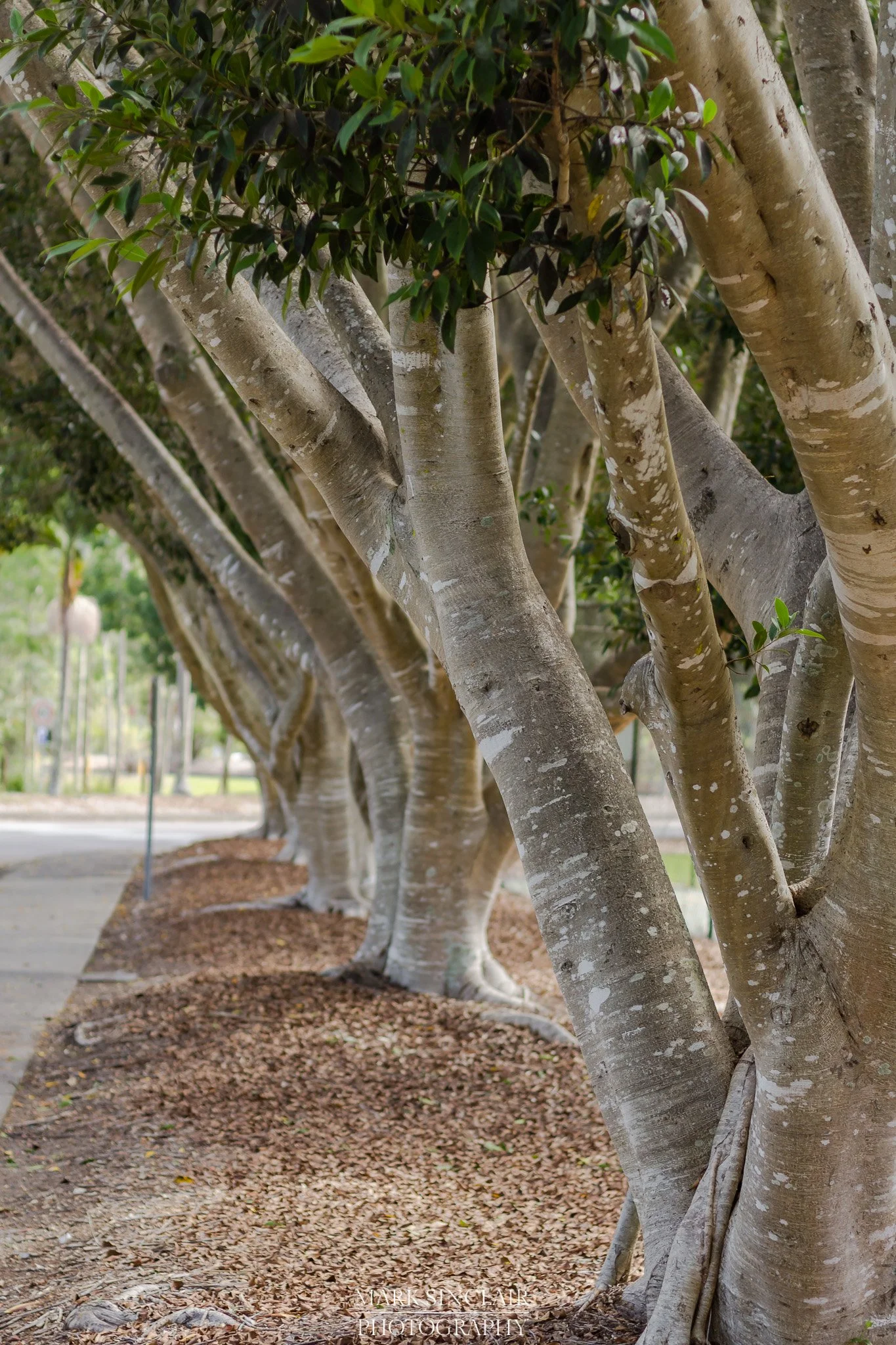   Trees line the avenue at the University of Newcastle Campus  