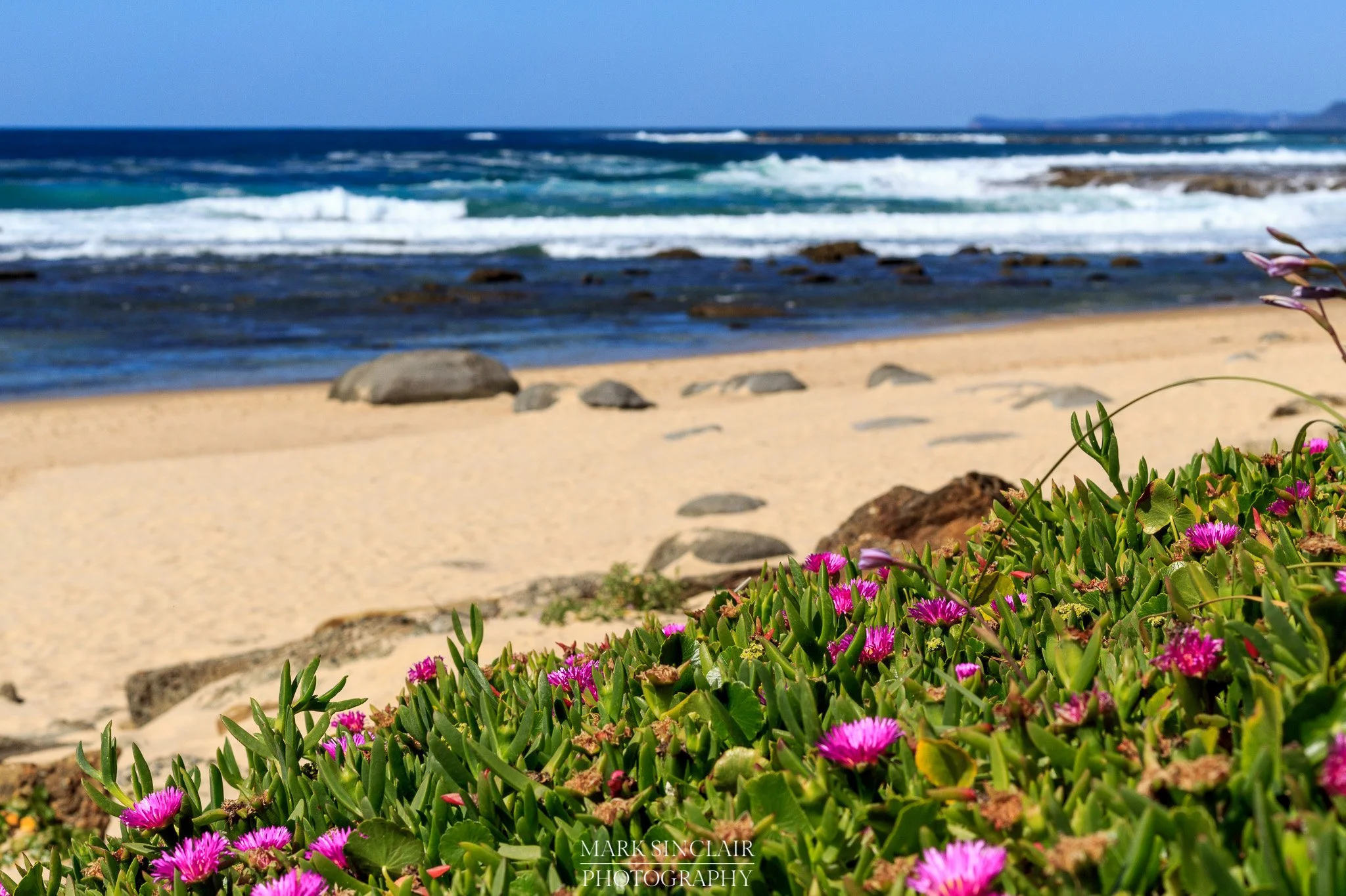   Spring blooms on the edge of the beach  