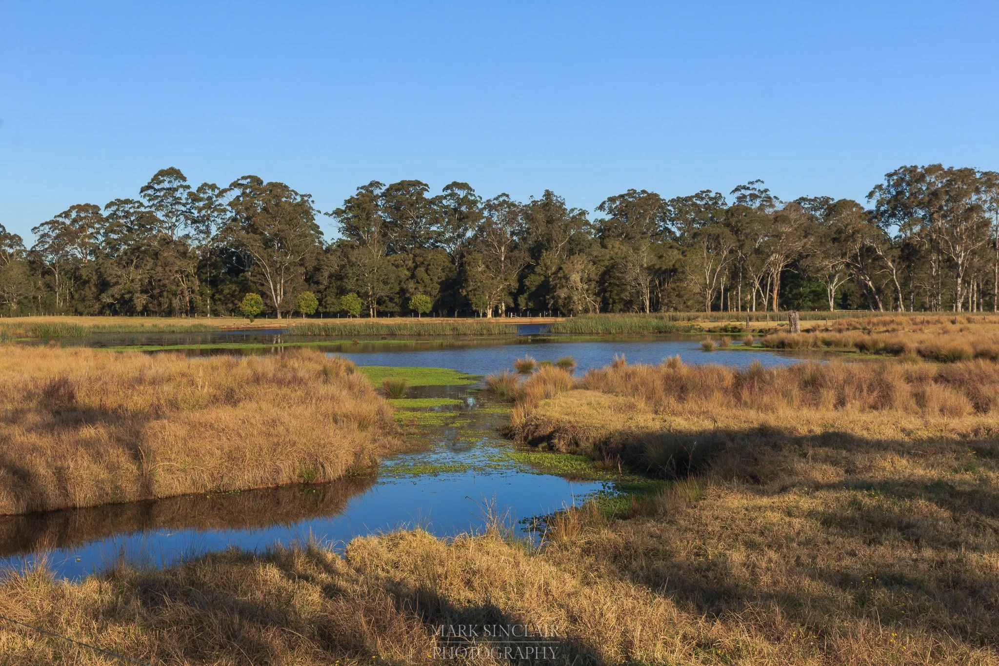   Farmers wetlands on the road to Jilliby  