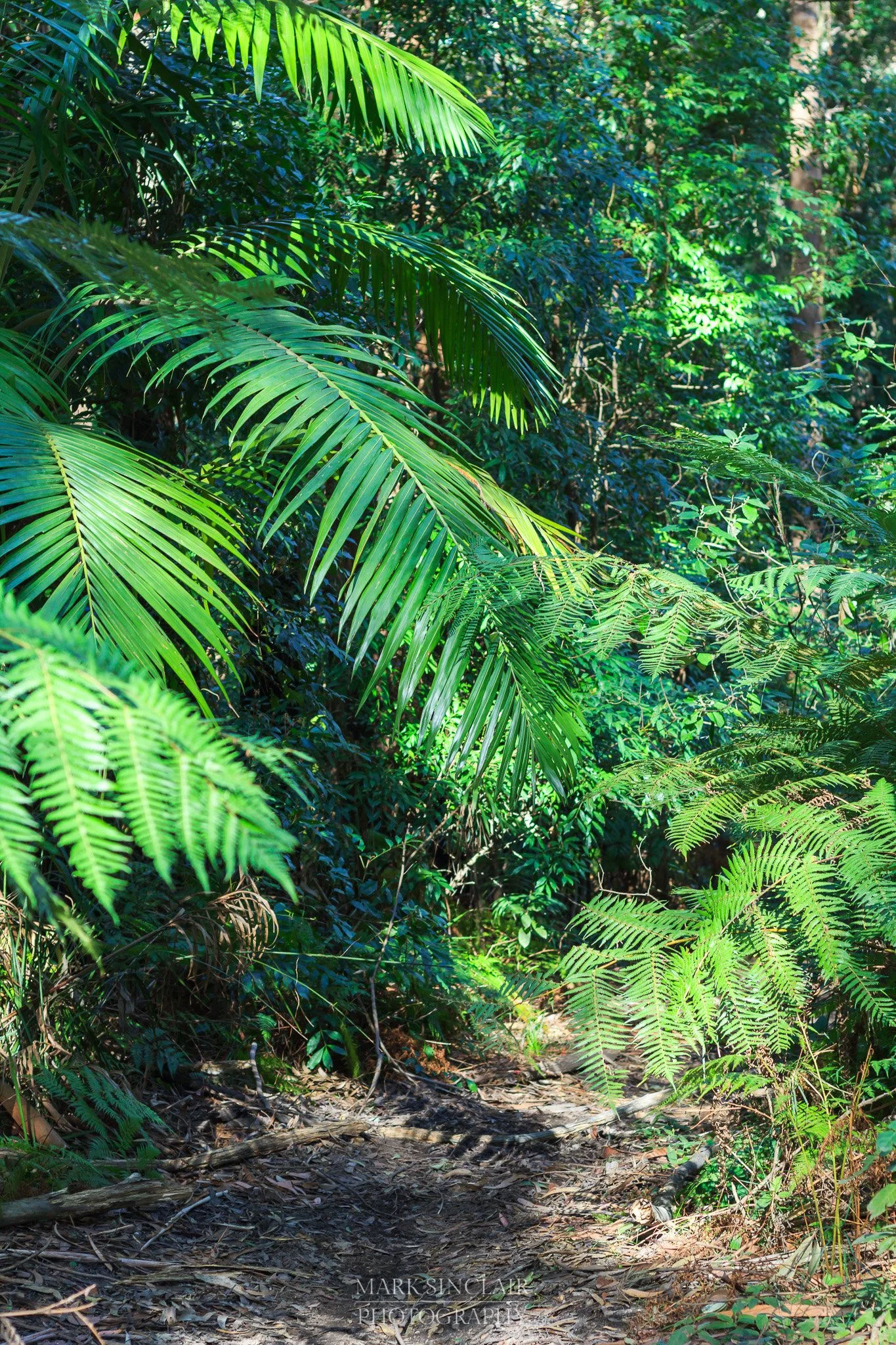   The walking trail wound its way through the forest  