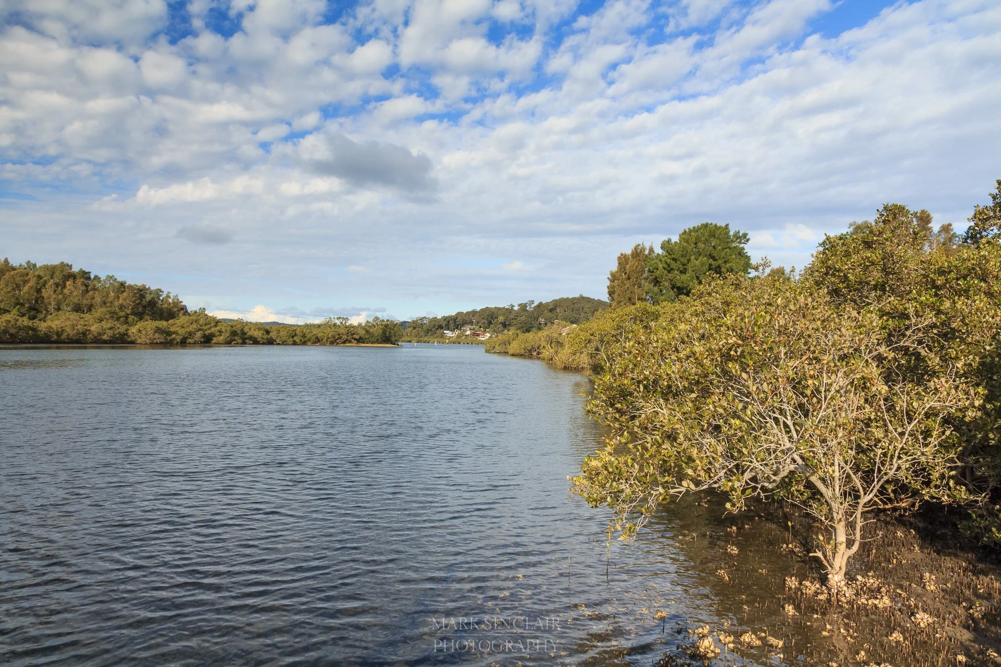  Mangroves on the canal edge  