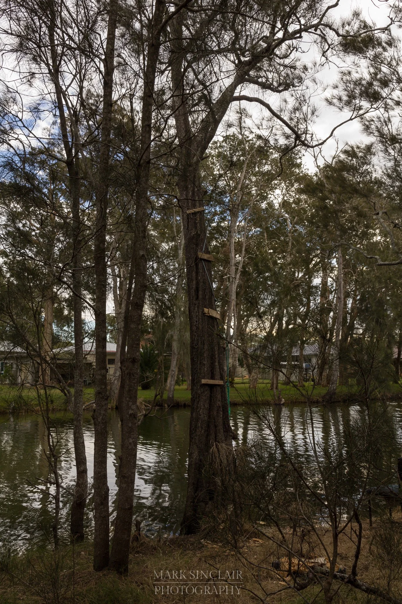   The kids rope swing  