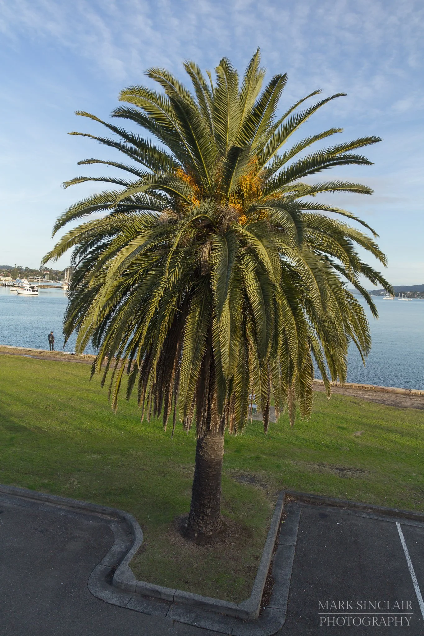   Palm Tree at Gosford waterfront  