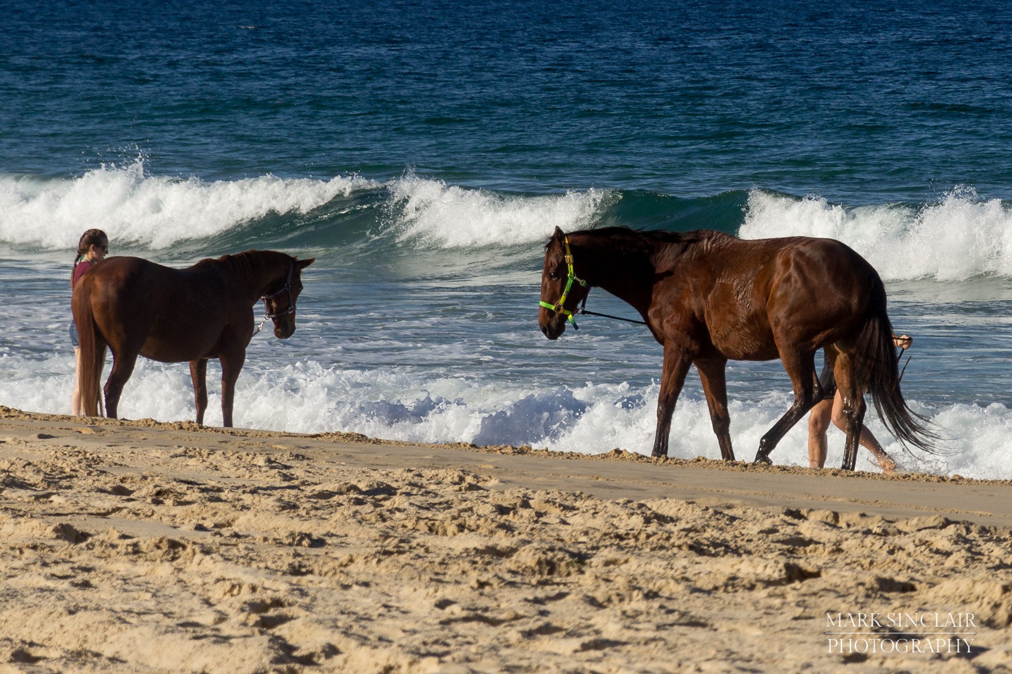   Horses enjoying the ocean spray  