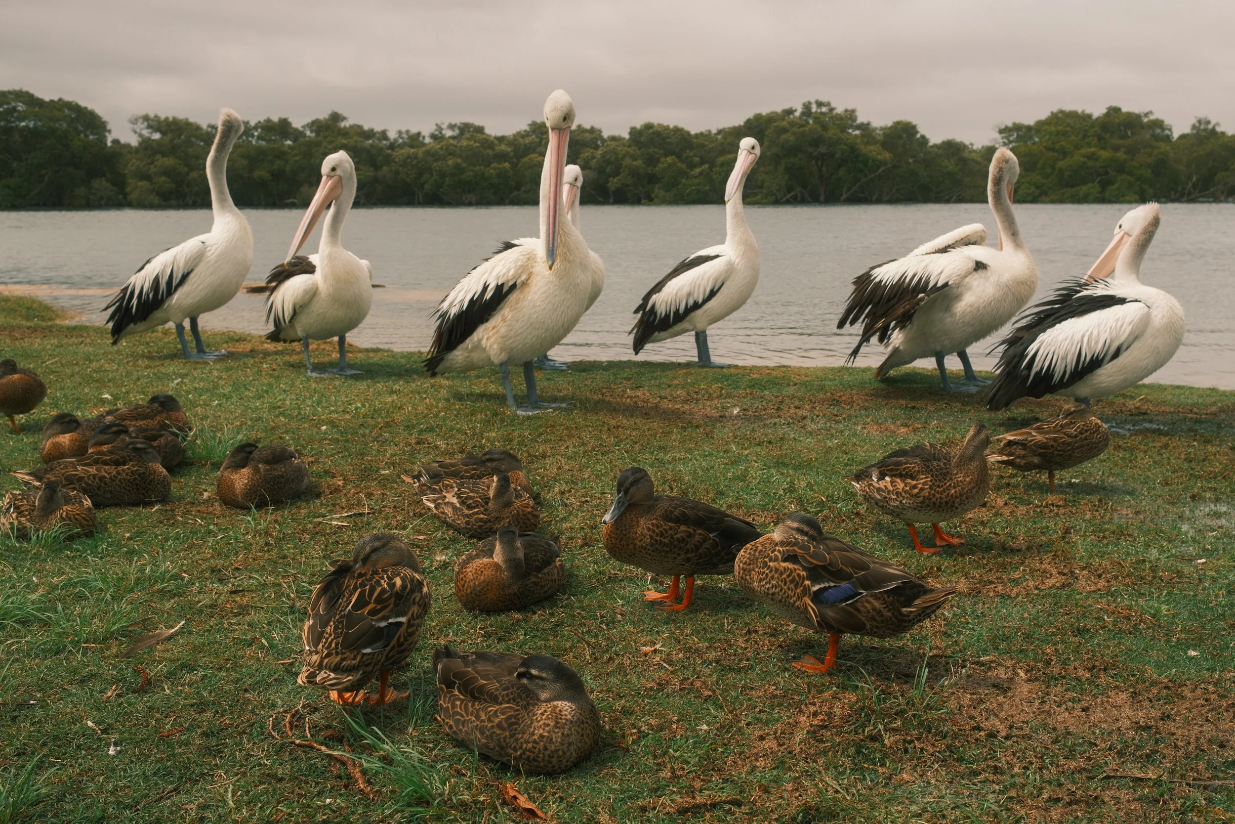   Pelicans keeping guard at Woy Woy  