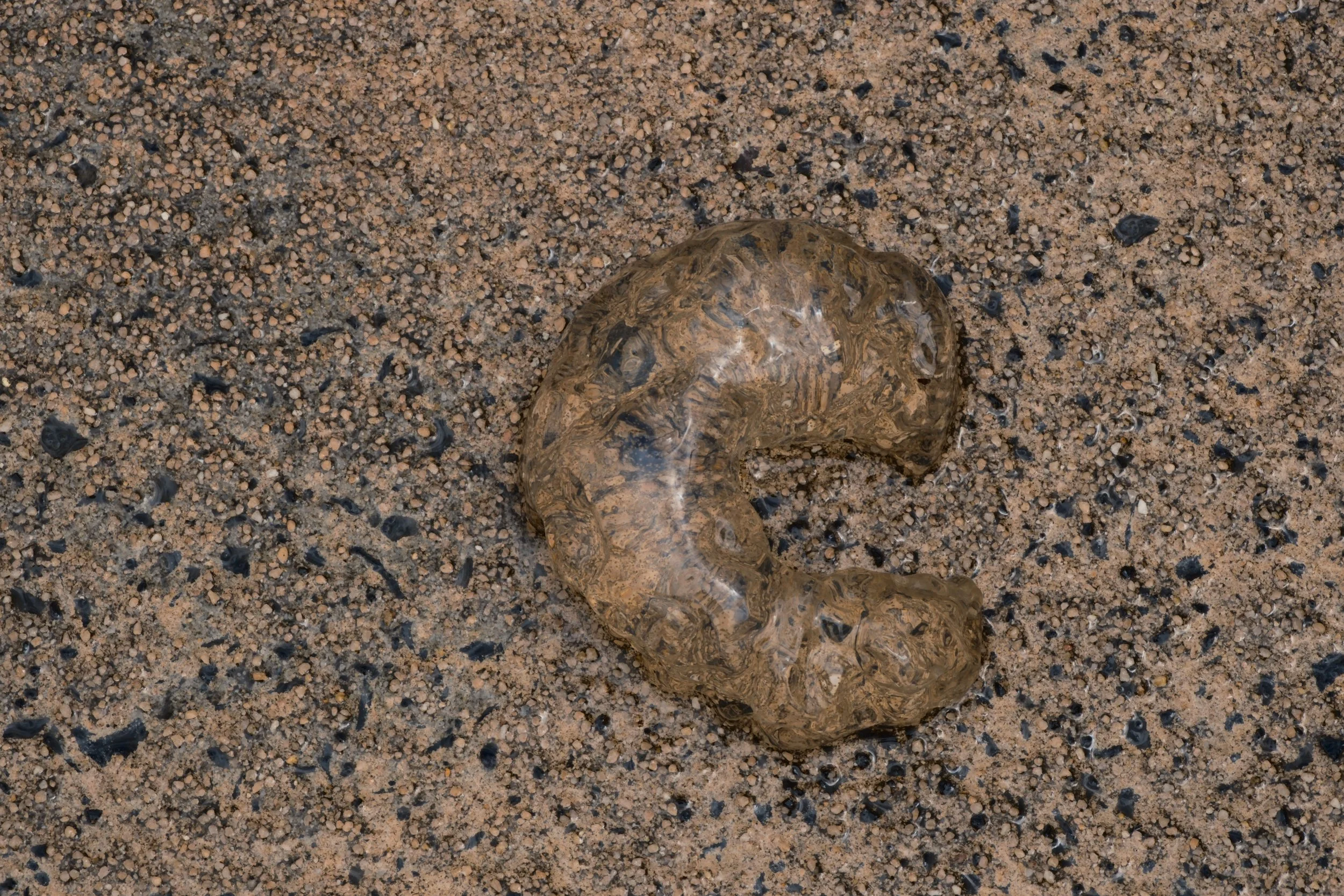   Mind your step! Bluebottle Jellyfish  