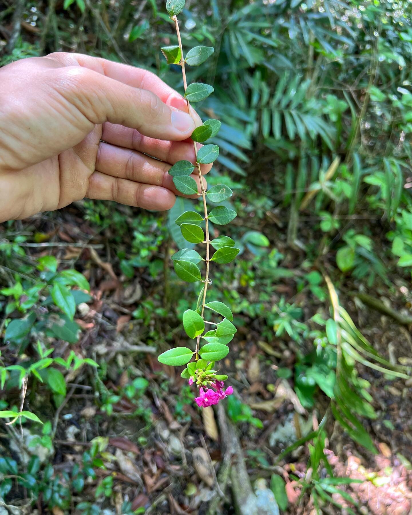 Espinosa (Oplonia spinosa), es un arbusto raro de flores hermosas y muchas espinas. Es end&eacute;mica de las Antillas mayores y las Bahamas y planta hospedera de una de nuestras mariposas end&eacute;micas, la mariposa arlequ&iacute;n 🦋

#nature #na