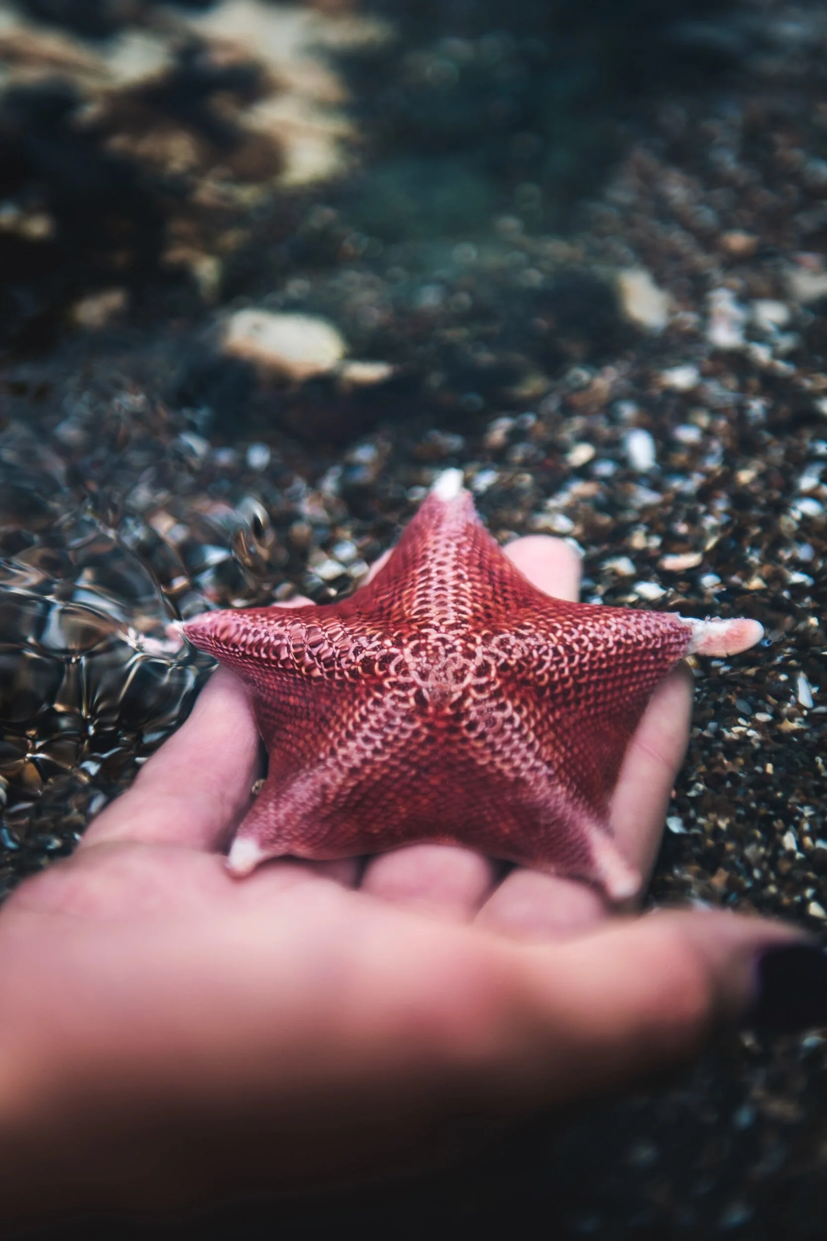"The Starfish is my Neighbour …"