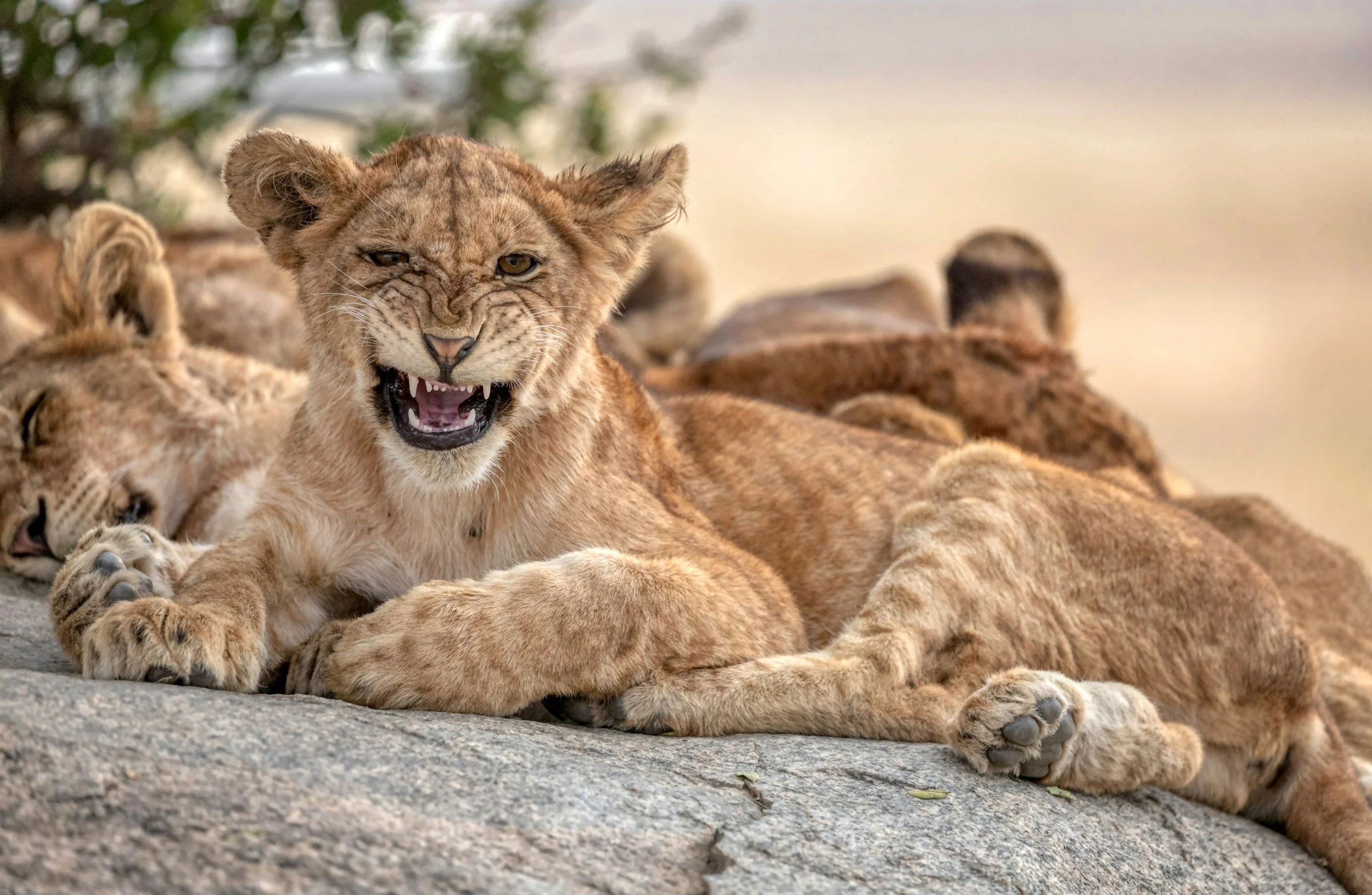 "In the lion’s den …"