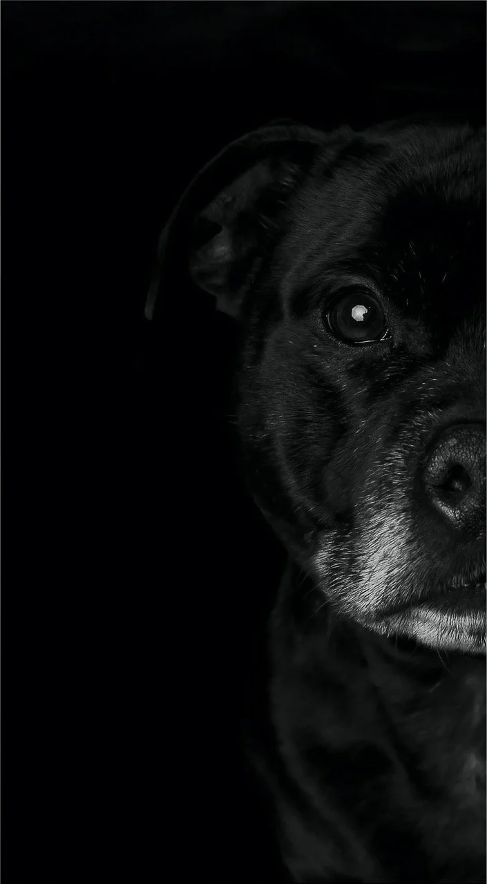 Adelaide Portrait Photographer, Photography