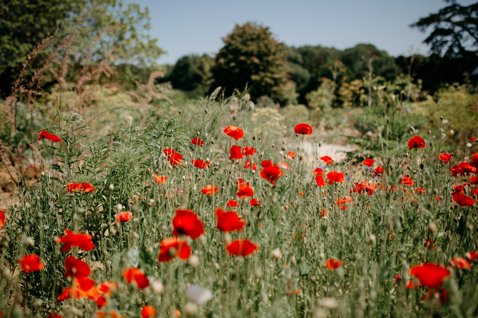 red poppy flowers at Woolbeding gardens photography