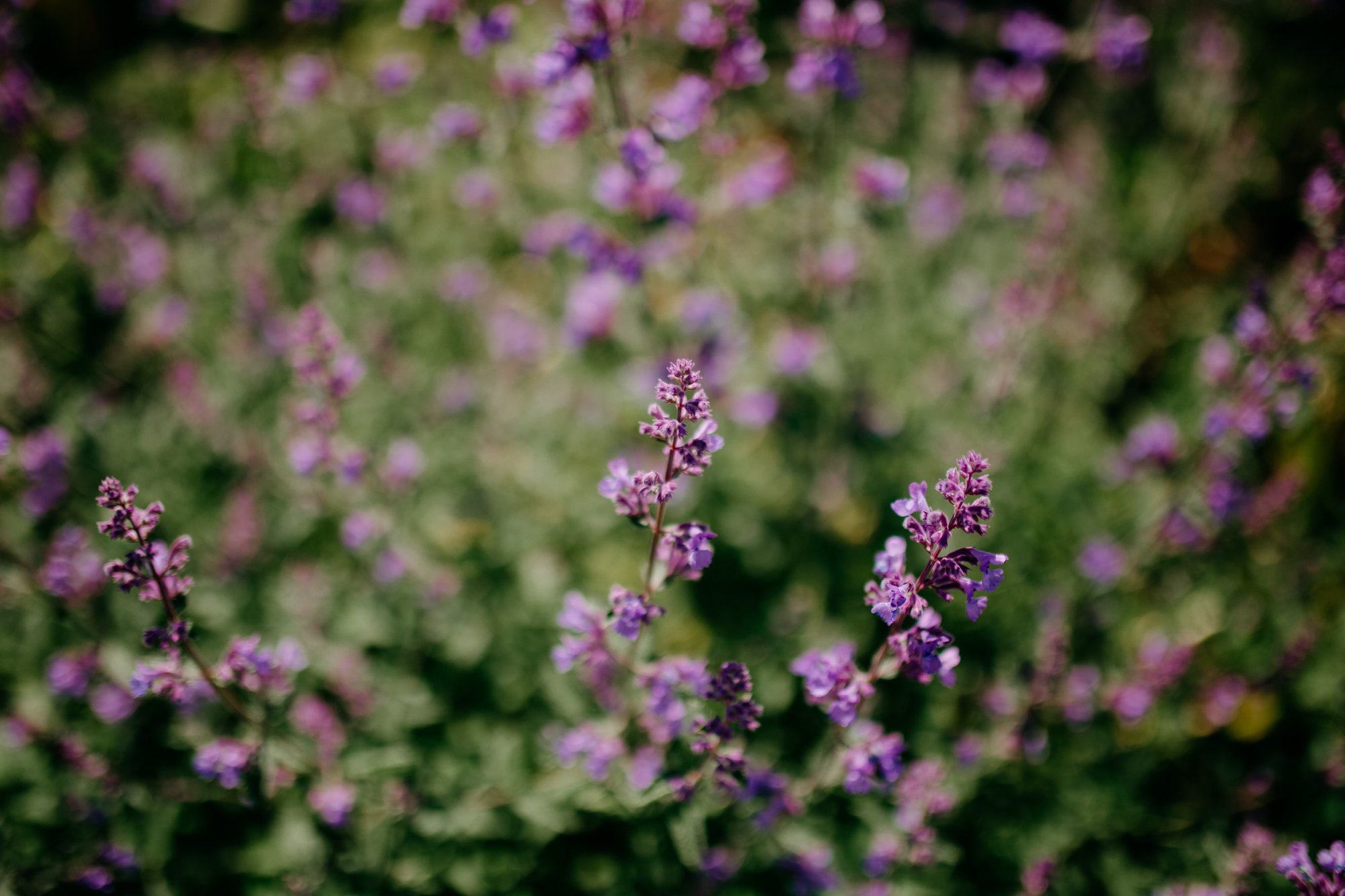 Purple flowers at Woolbeding gardens by Jasmine Aurora