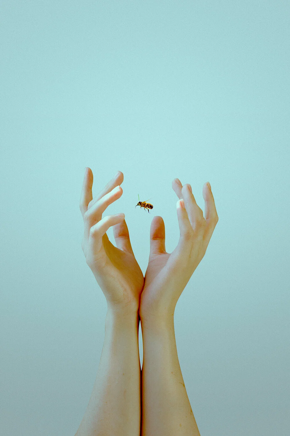 Fine art photography of hands holding a bee by Jasmine Aurora