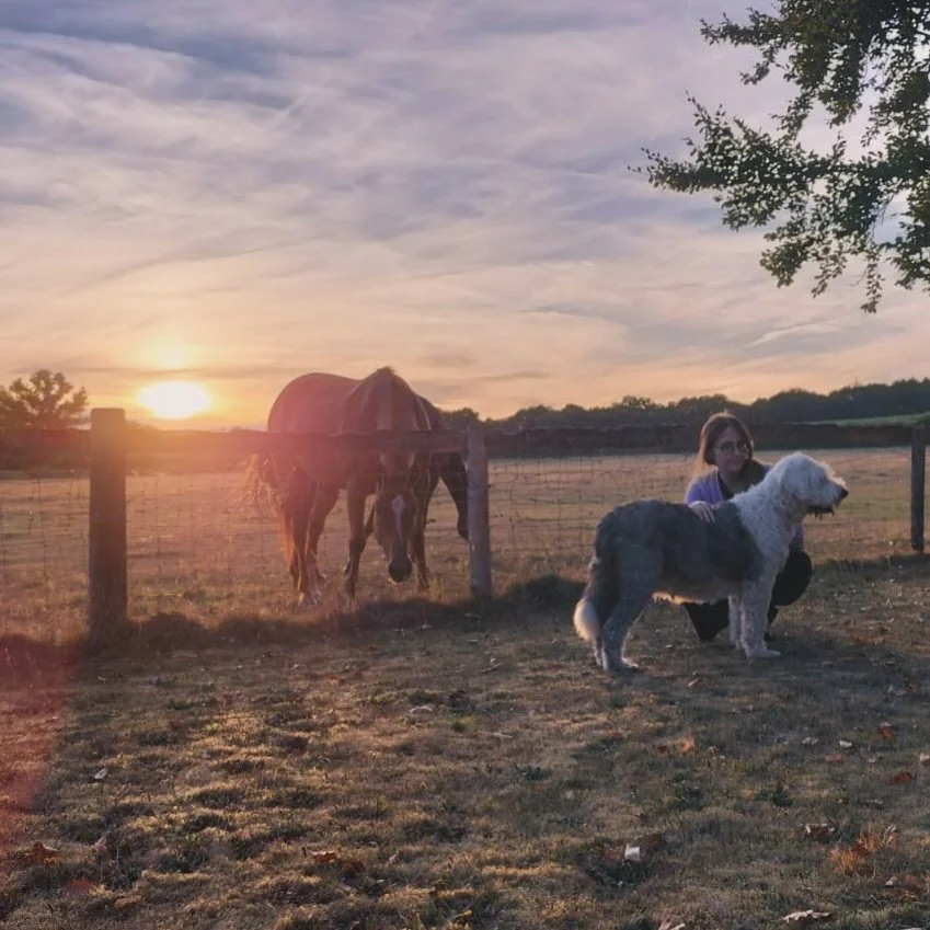 Welcome to the family Maggie - my Nan&rsquo;s new adopted dog. It was lovely to meet you last night and have cuddles at sunset next to the horses. 

Thank you for the photo @chantalaur