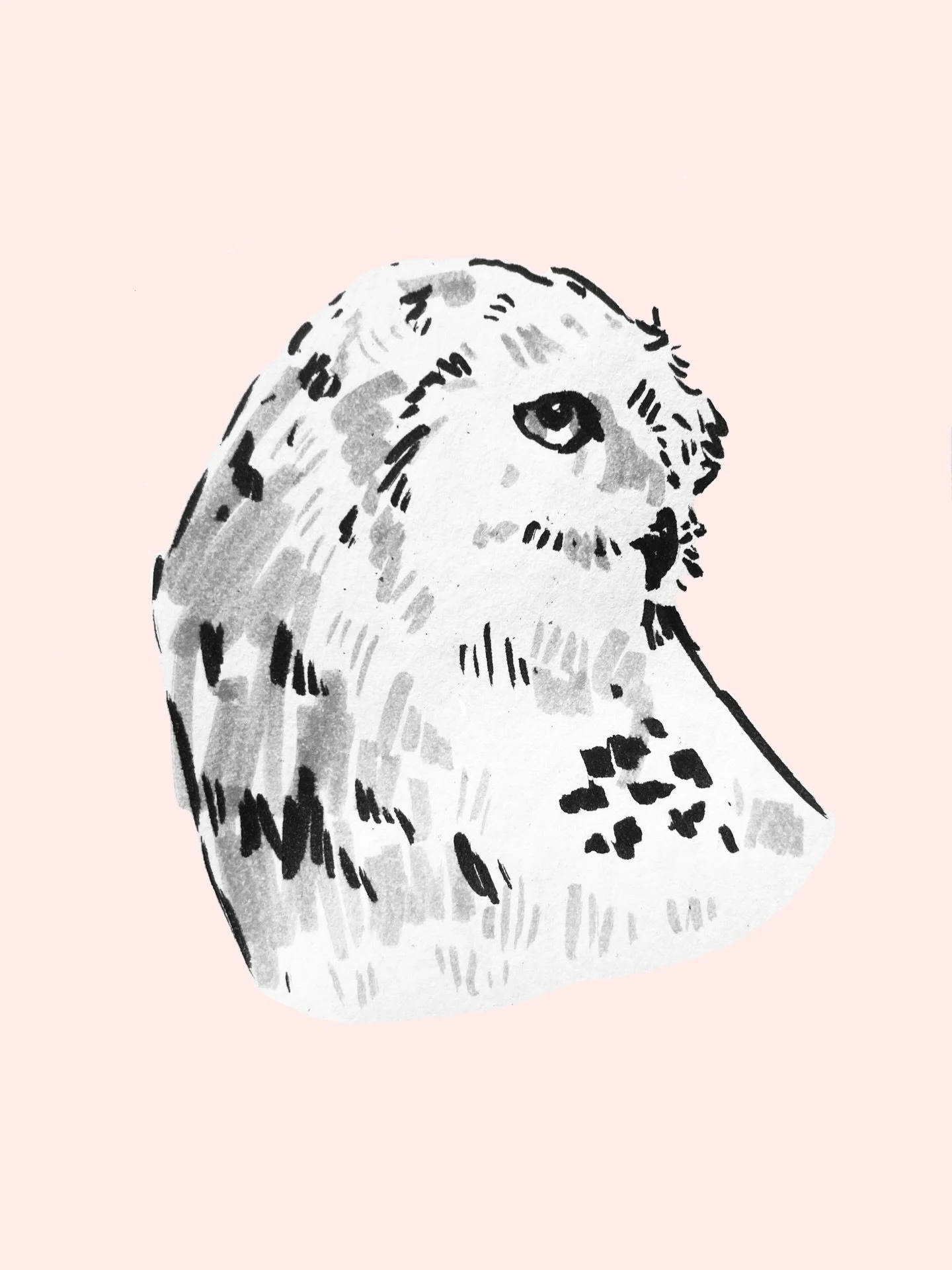 Snowy owl ❤️

Marker pen and then procreate. 

#birdart
