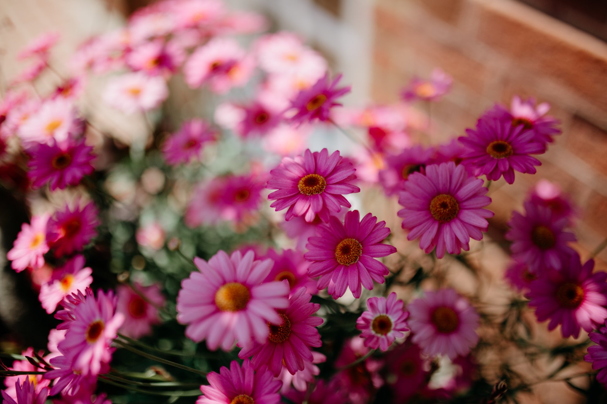 Pink flowers at Woolbeding gardens photography
