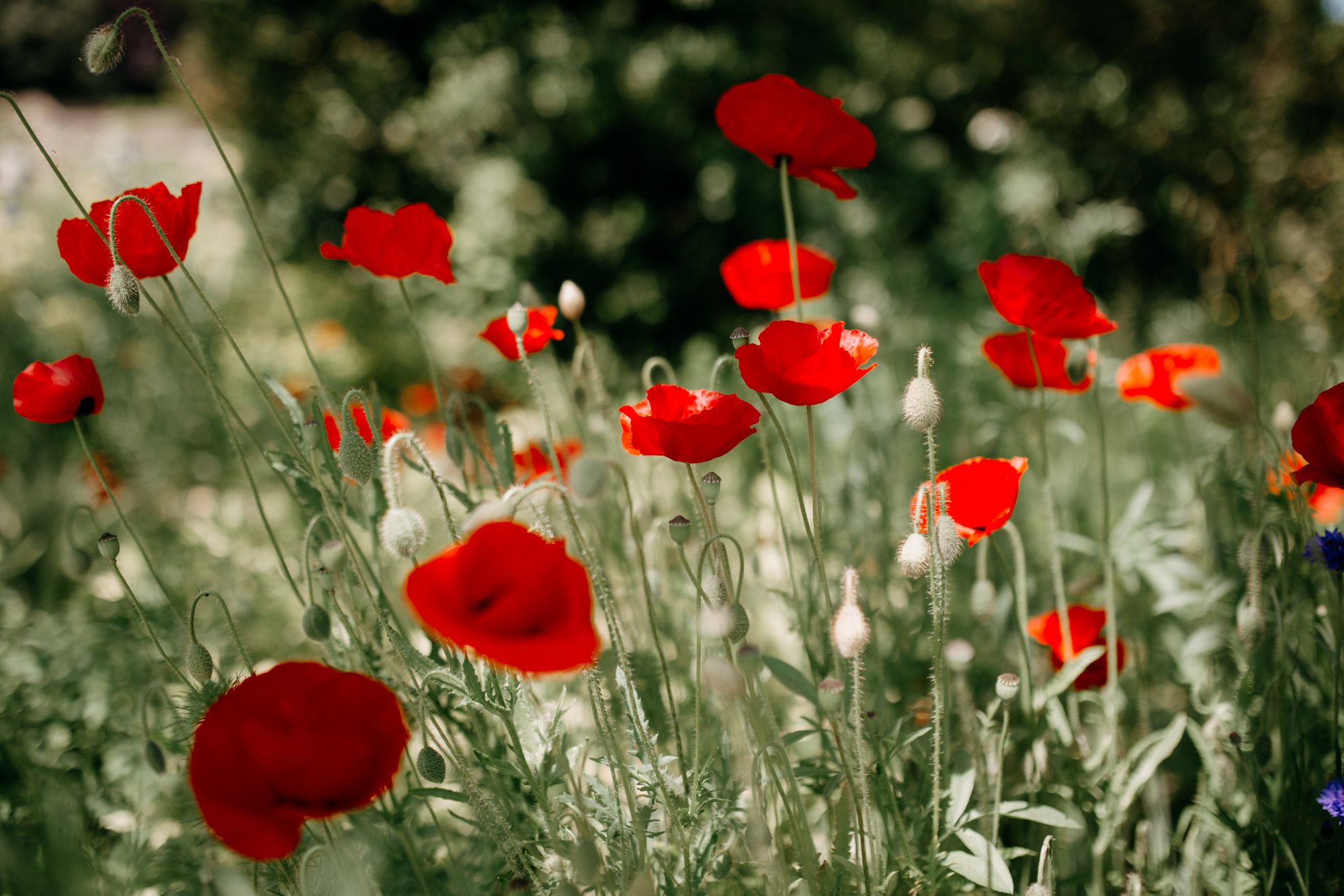 Red poppy flowers at Woolbeding gardens photography