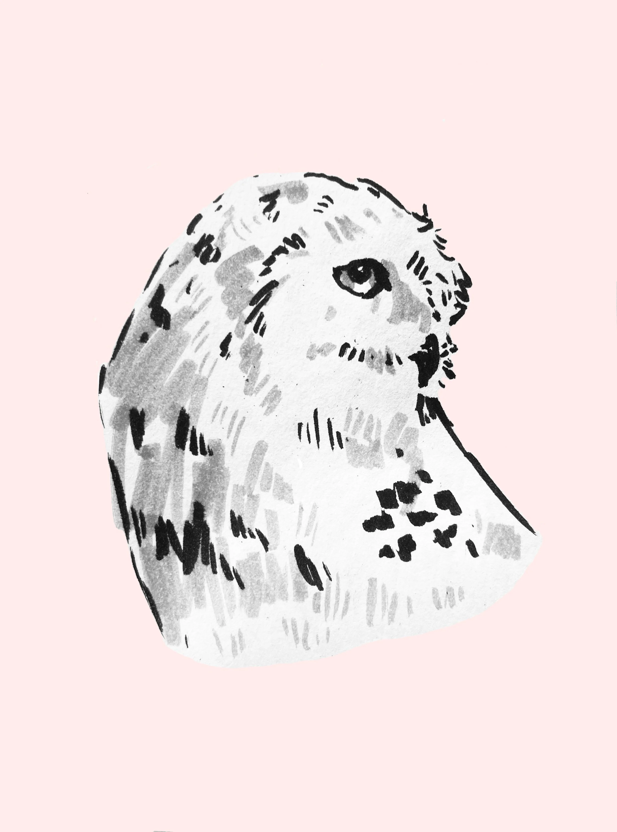 Owl illustration