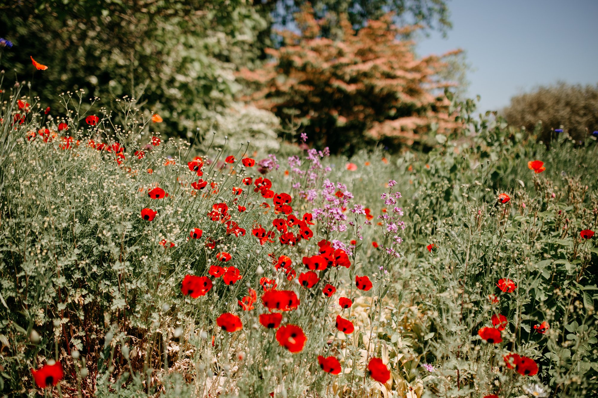 Red poppy flowers at Woolbeding gardens photography by Jasmine Aurora