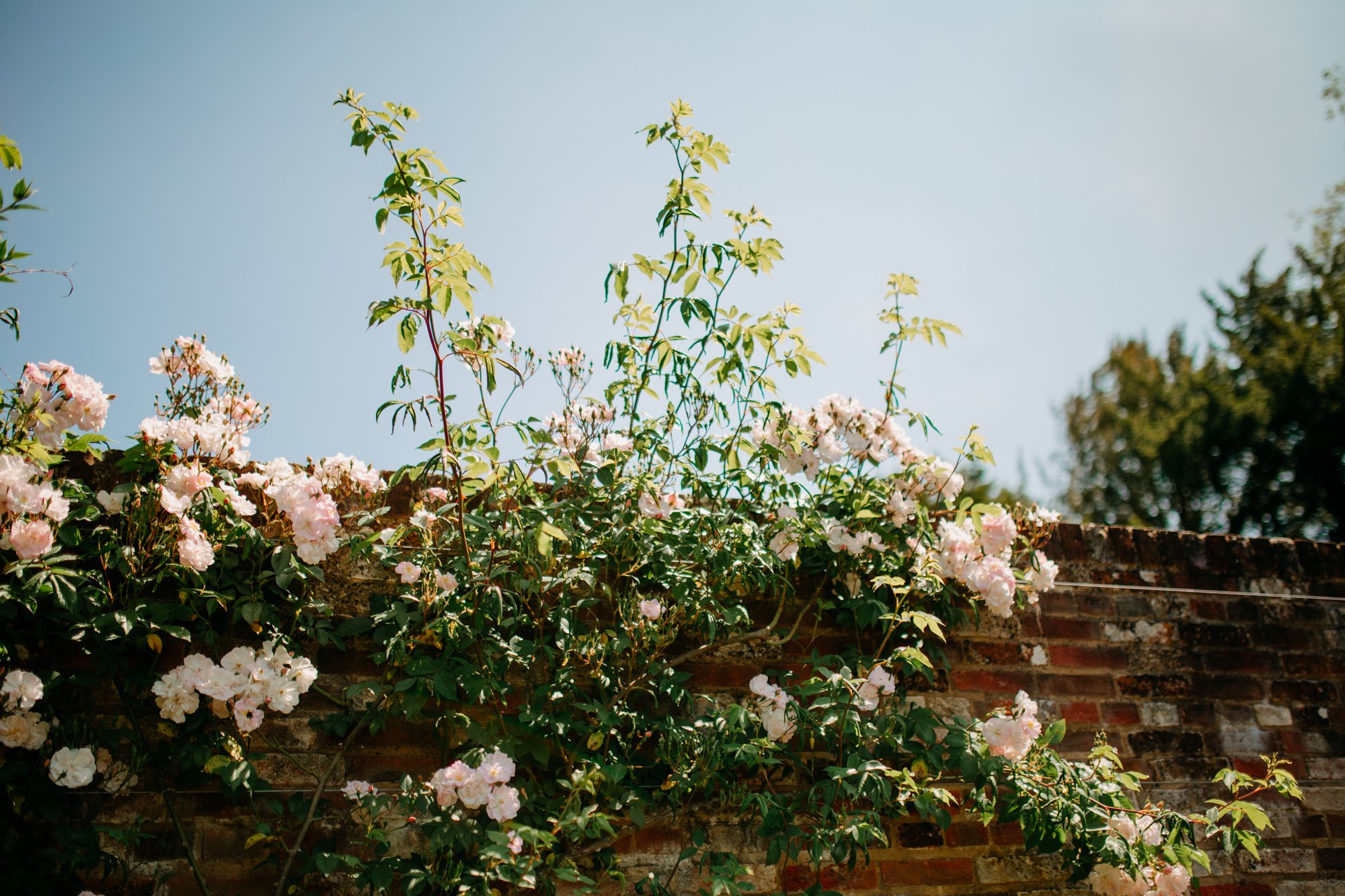 Roses at Woolbeding gardens photography