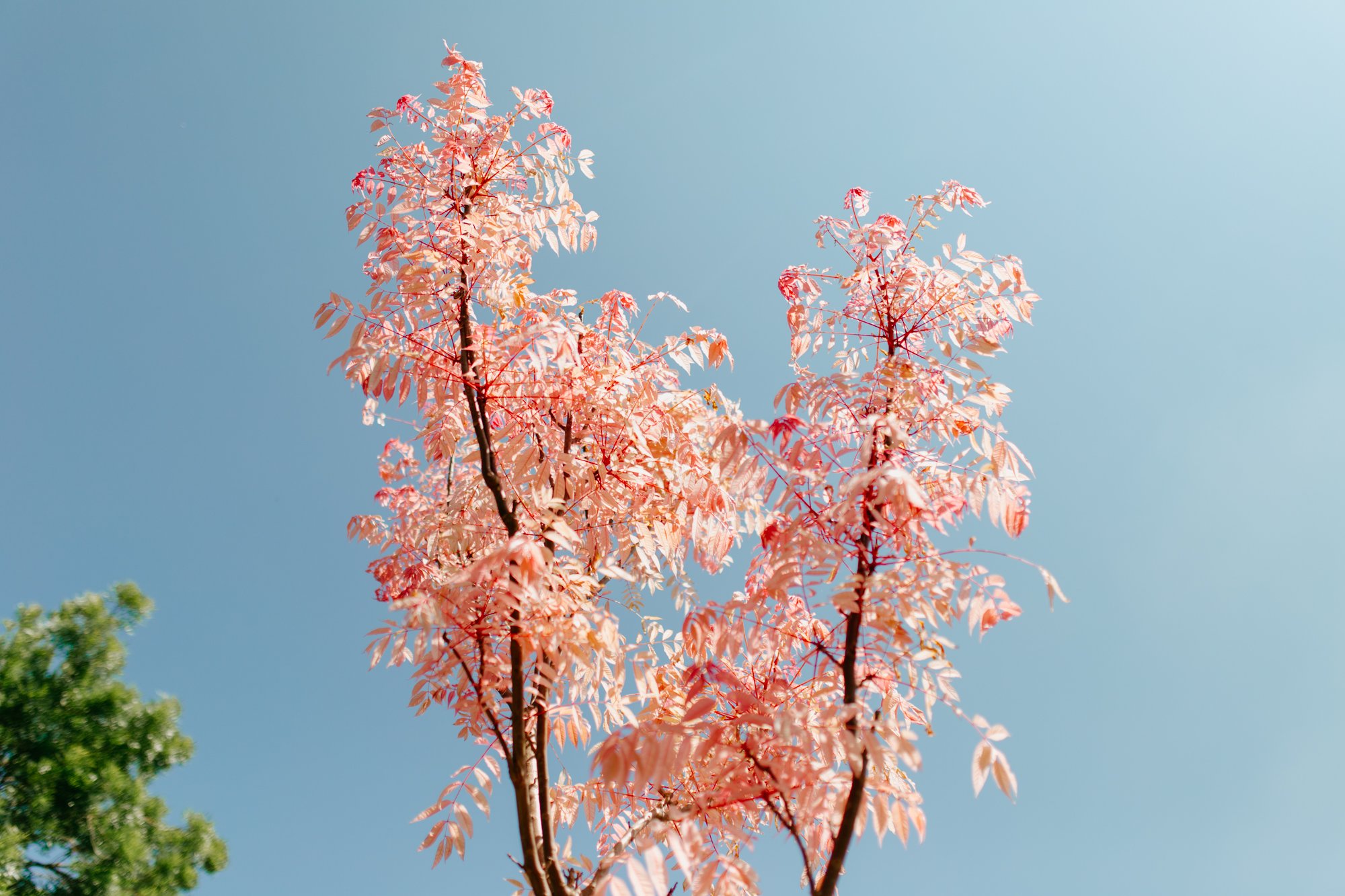 Pink tree at National Trust Woolbeding gardens photography