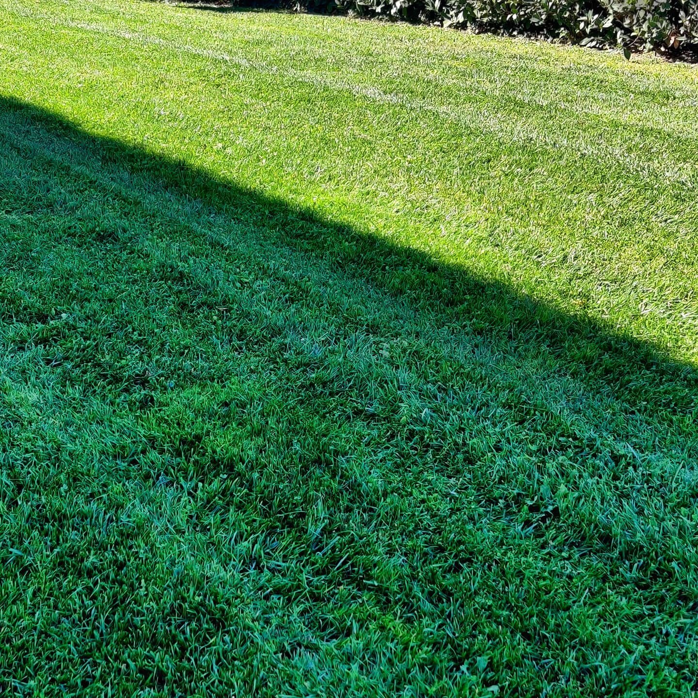 After scarification, reseeding and fertilisation, our lawns are ready for the winter. Look how lush and healthy this looks!
We can make your lawn beautiful too, get in touch 💪💪👌👌

Dopo arieggiatura, risemina e fertilizzante corretto, i nostri pra