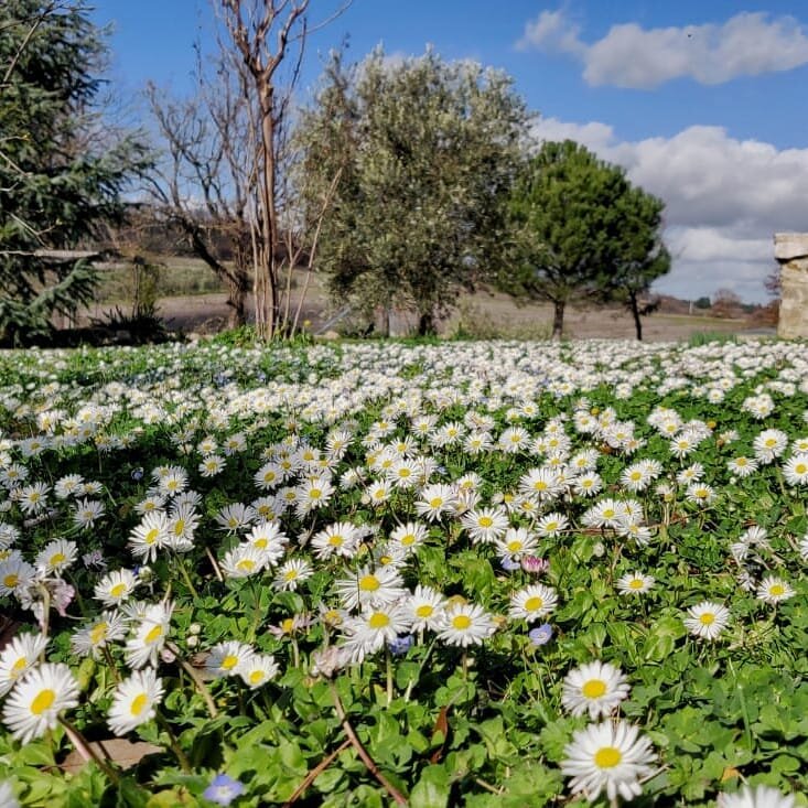 Have you noticed that nature is starting to wake up? Don't forget spring is close, make sure your garden is ready for it. And if you think you need help then you can always get in touch with us 💪💪

Avete notato che la natura ha iniziato a risveglia