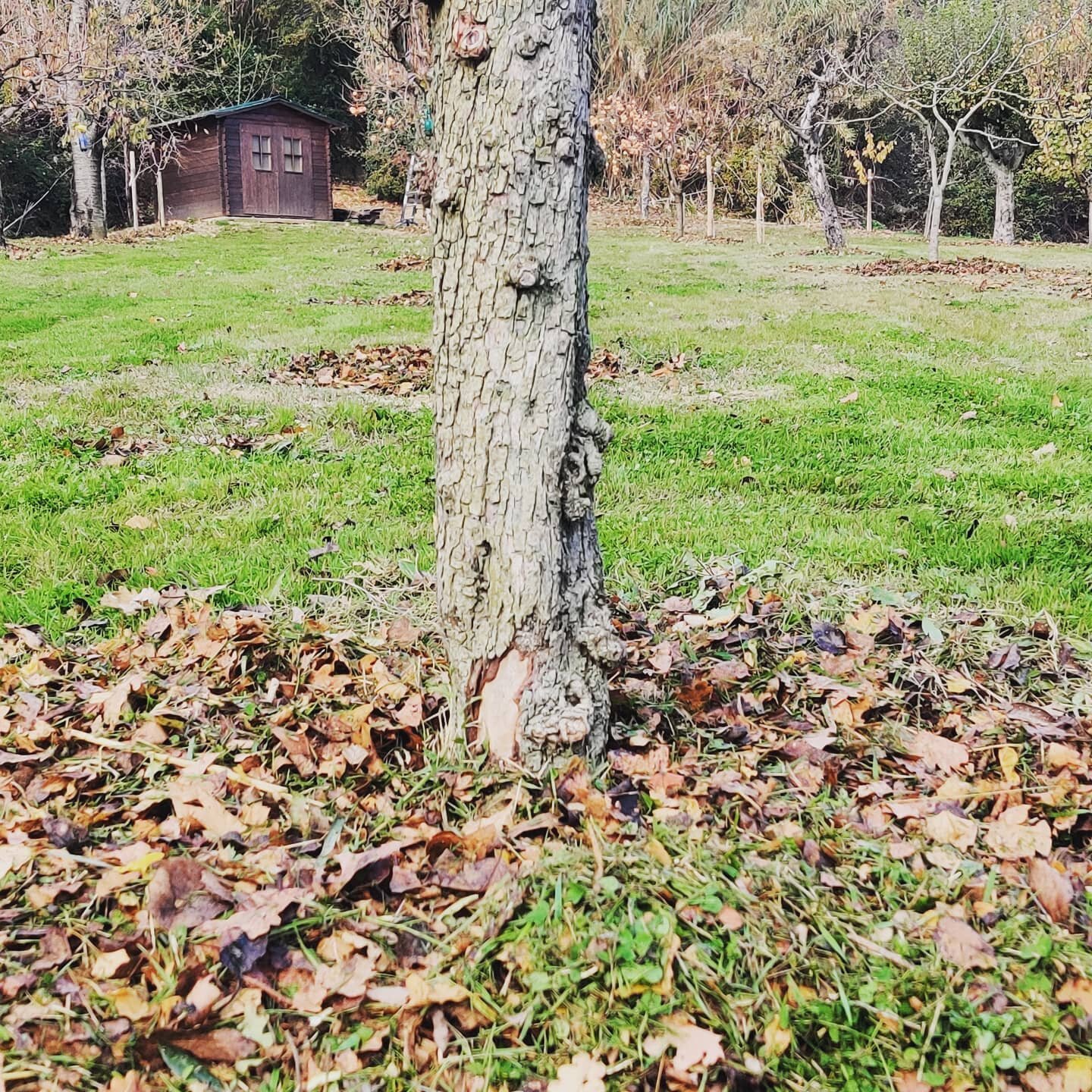 Quando l'inverno arriva gli alberi da frutto, adulti o giovani vanno protetti e nutriti cosicch&eacute; al risveglio primaverile avranno tanto nutrimento a disposizione. Ecco come coccoliamo i nostri alberi da frutto: erba e foglie tritate mescolate 