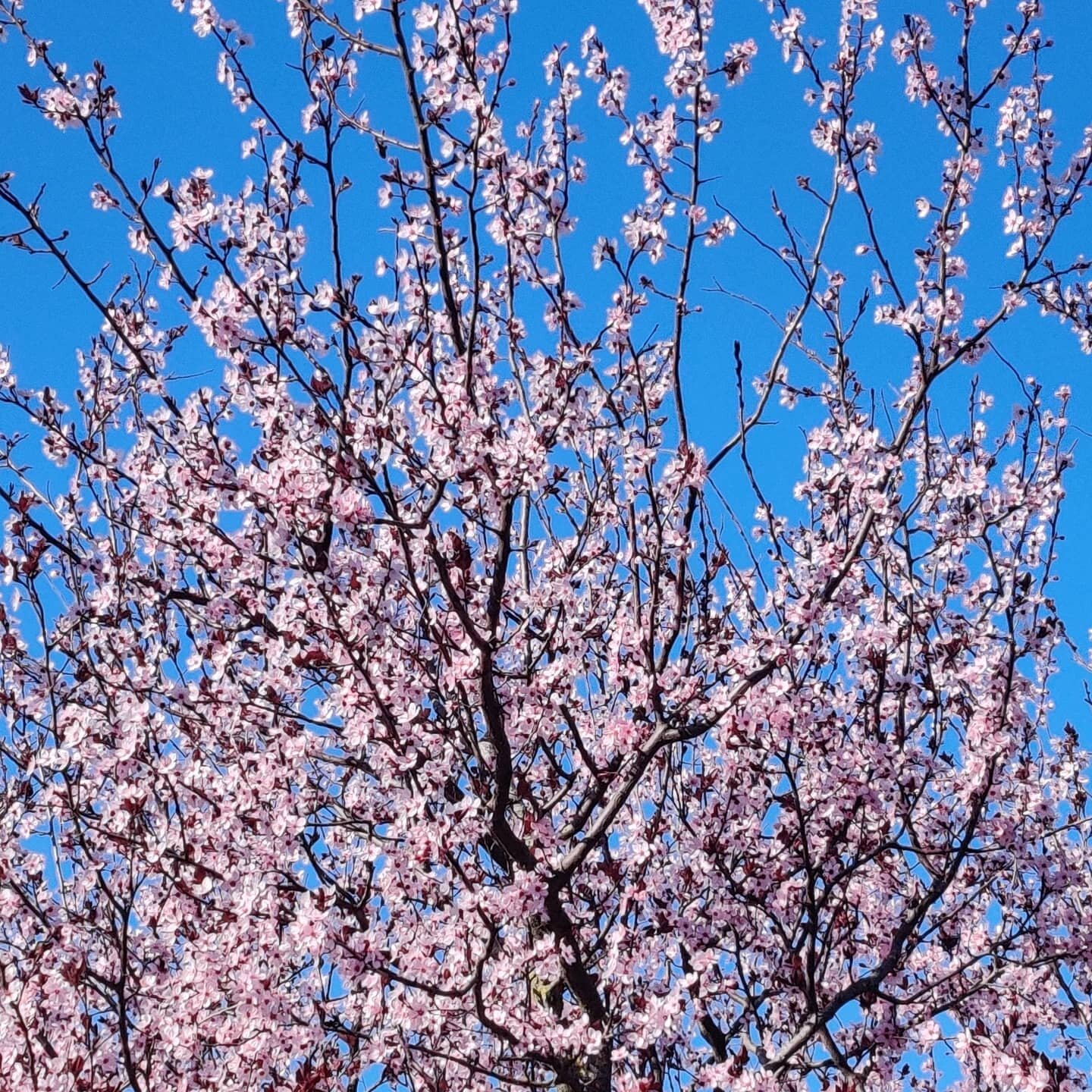 La Primavera sta arrivando e i segnali di questo evento a cadenza annuale sono tutti attorno a noi.
E come ogni anno la Primavera porta tantissimo lavoro tra potature trattamenti e le fondamentali concimazioni del prato per aiutarlo nella fase di ris