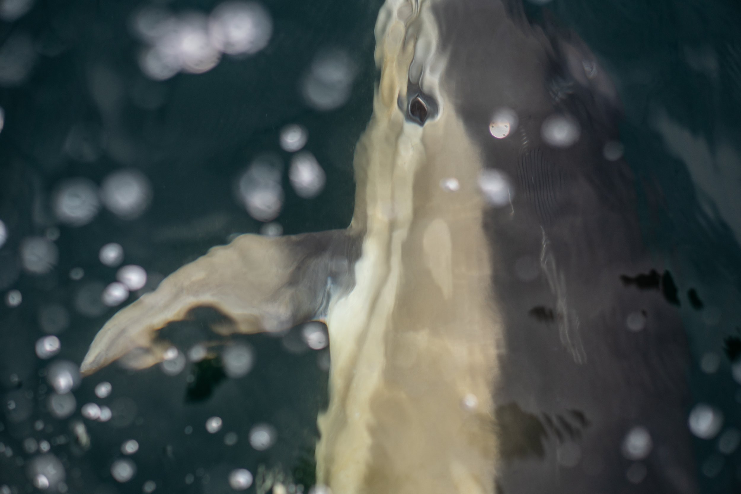 _DSC1641.jpeg