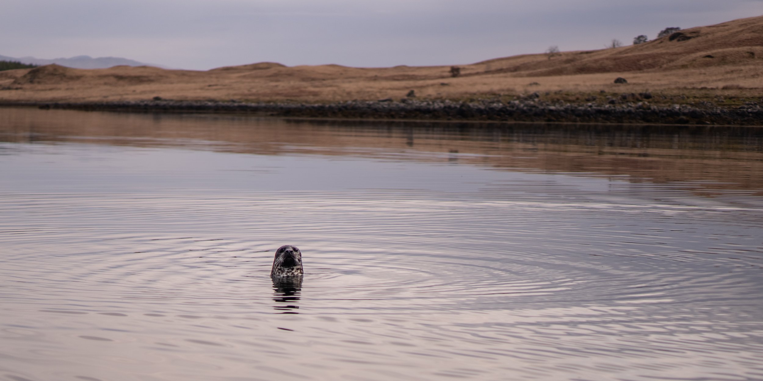 _DSC0169.jpeg