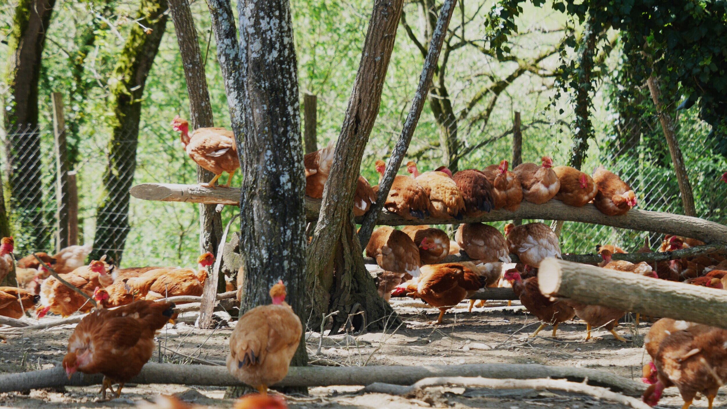 Produits — Les Frères Poulet