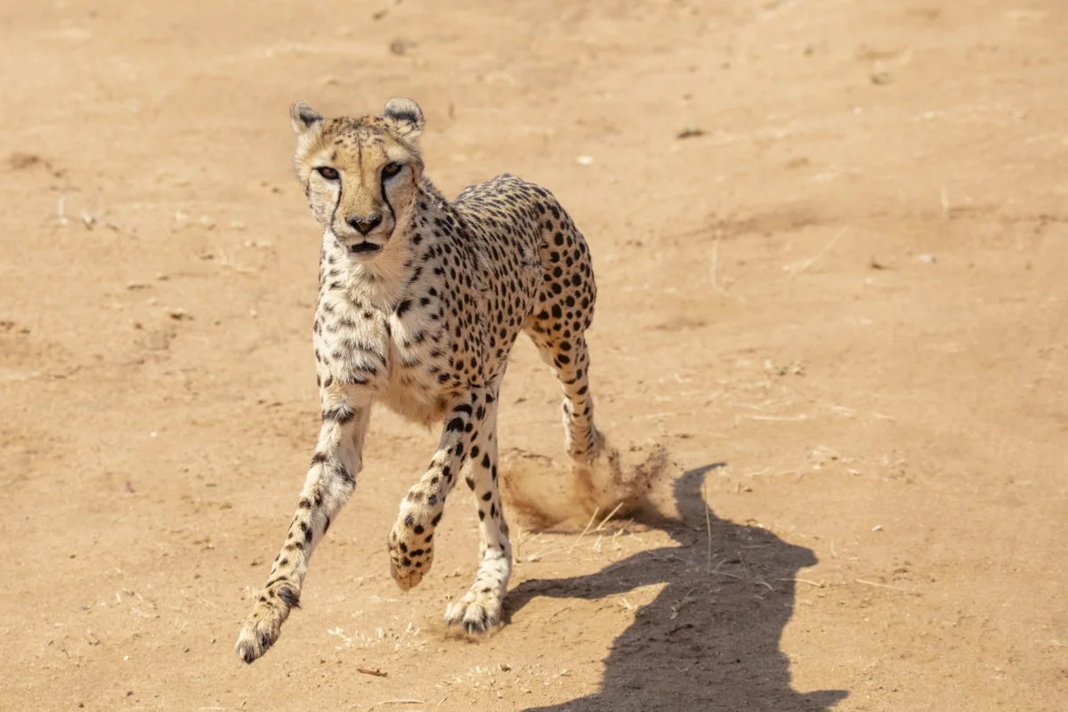 014 Cheetah Conservation Print