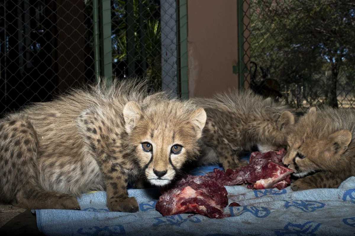 010 Cheetah Conservation Print