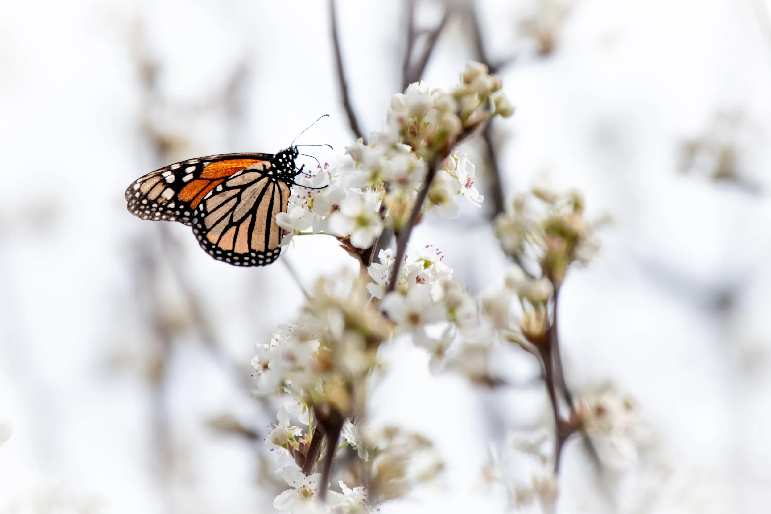 New prints available in the shop