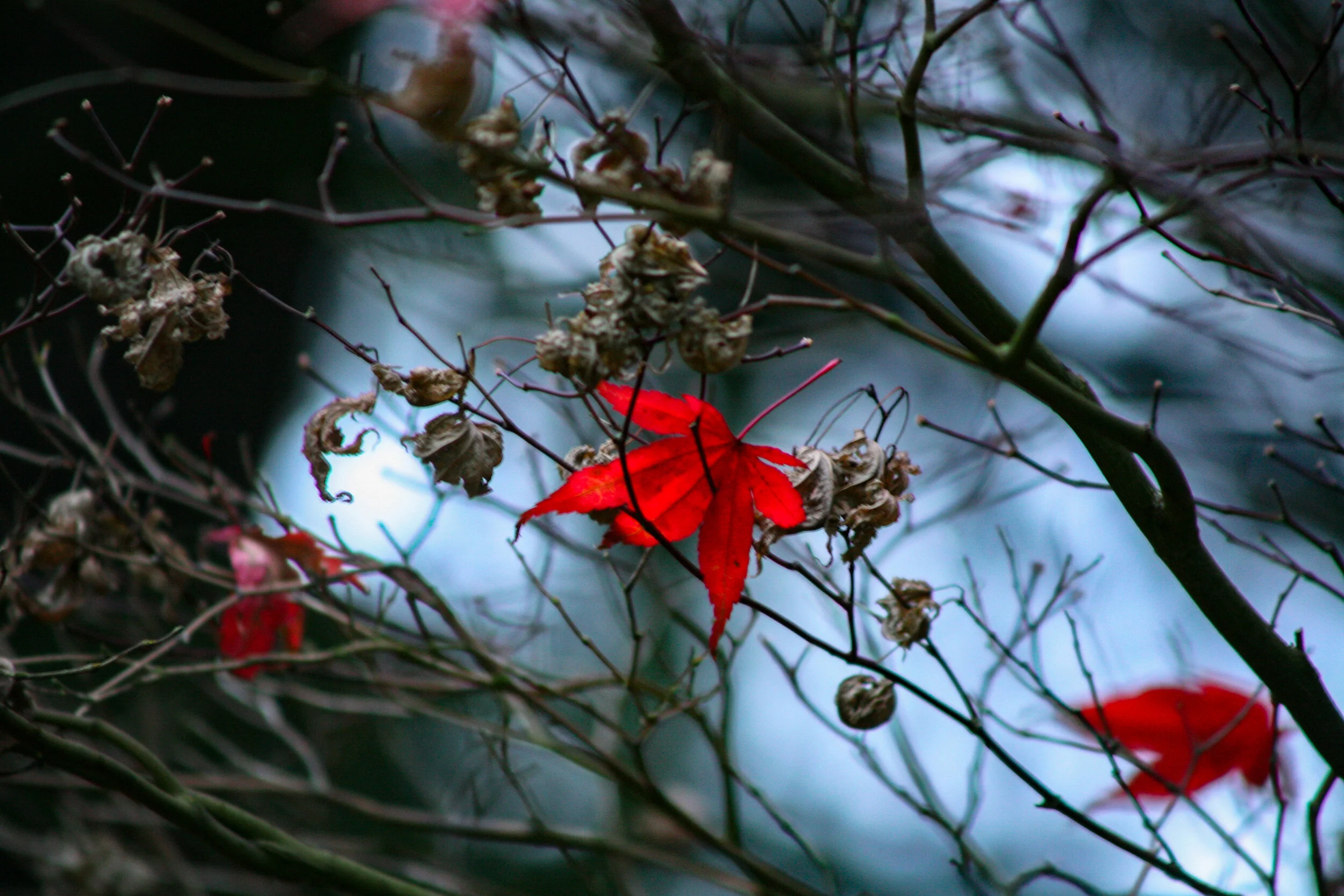 0098Last Days of Fall.JPG