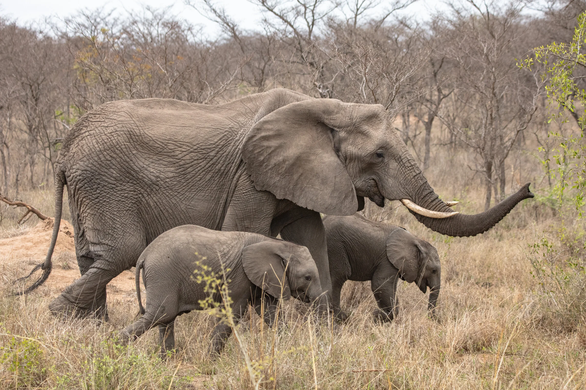 0726 Elephant with Twins.JPG