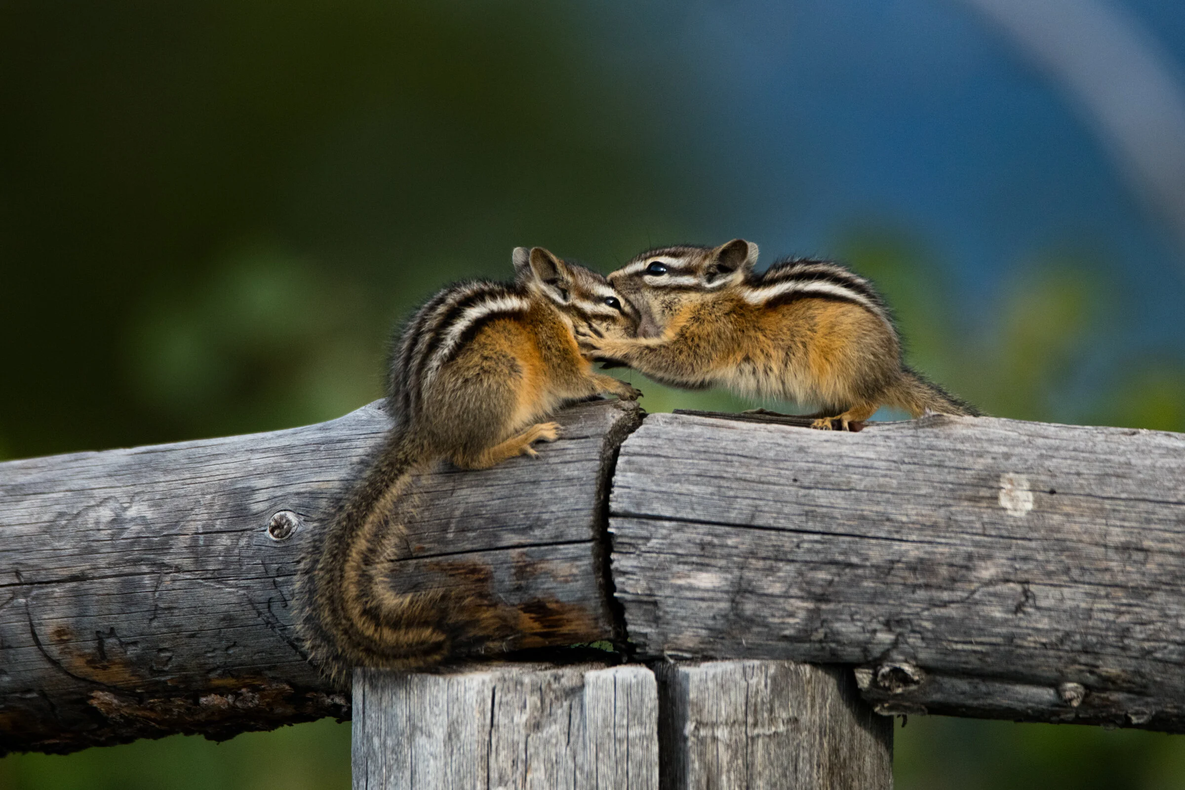 0711 Chipmunk Kisses.JPG